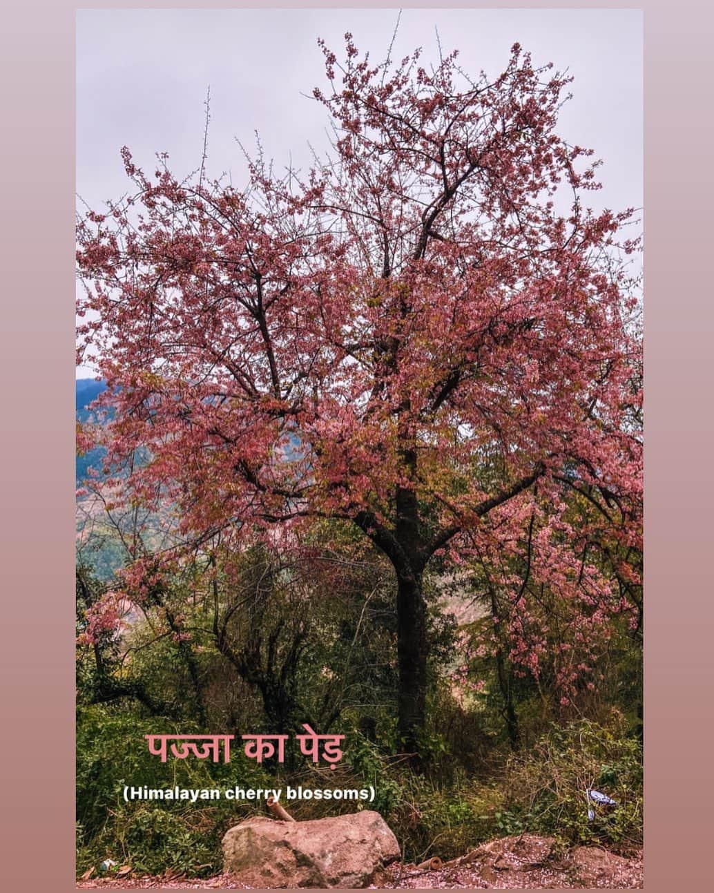 Abhinav Chandelさんのインスタグラム写真 - (Abhinav ChandelInstagram)「घर से धनिया-पुधिना लेने निकला था, पर कुछ दूर चलकर घर के पास इस खूबसूरत पेड़ पर नज़र अटक गयी।  फिर फ़ोटो खींचिनी बनती थी, और काफ़ी लोगों ने मुझसे इसका नाम पूछा था, तो मैंने भी Illiterati में साड्डू भाई से पूछा इसको आपके गाँव में क्या बुलाते हैं?  उन्होंने कहा, “पज्जा”」11月23日 16時44分 - abhiandnow