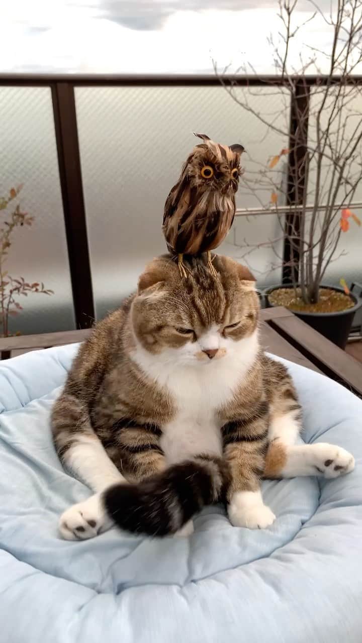 のインスタグラム：「Owl cat 🦉  今日はフクロウさんが🦉 夕方になって肌寒くなって来たよ🍂😪 お部屋に入ろう🐵  #weeklyfluff #meowed #catsofinstagram #cat #owlcat #scottishfold #kawaii #catlover #instagood #tabbycat #lovingyou #9gag」