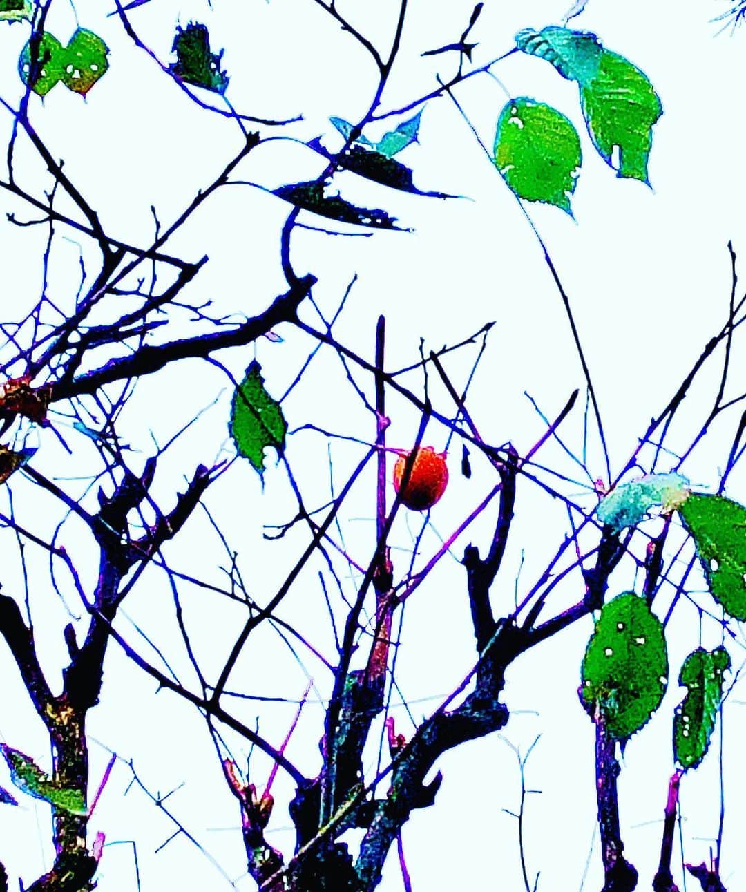 世良公則のインスタグラム：「・・・・・・  まだ秋が  そこにあった  I could still feel autumn on that persimmon  ・・・・・・  #世良公則 #masanorisera #japanesemusician #japaneseartist #japaneseculture #persimmon #autumn #日本の四季 #秋 #秋の色 #柿 #冬の入口」