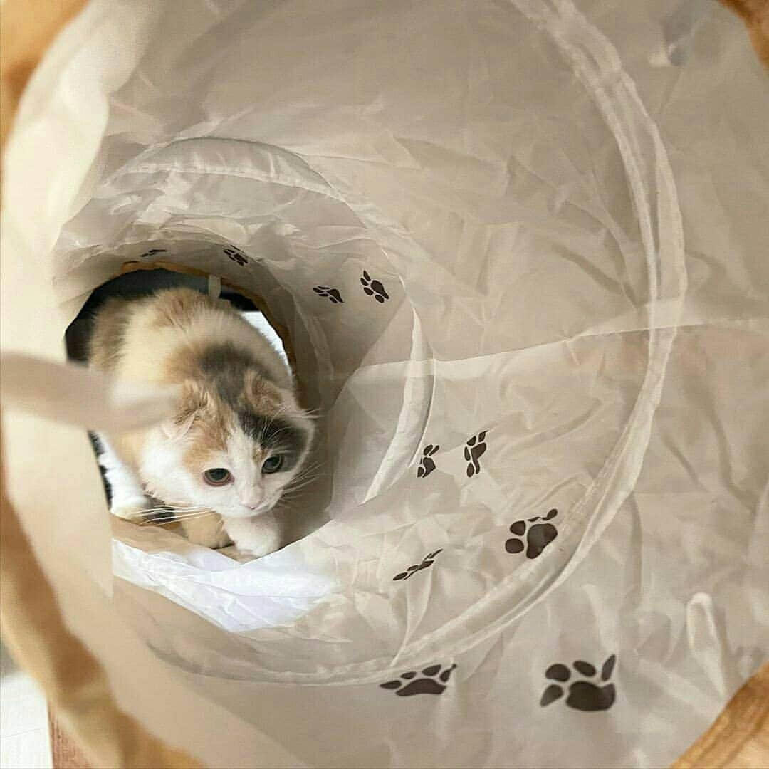 猫壱（ねこいち•ネコイチ）さんのインスタグラム写真 - (猫壱（ねこいち•ネコイチ）Instagram)「. 【#猫壱キャンペーン11月 】 ▫ 歩くだけでもたのしいにゃ😺❤ ▫ #歩くとカシャカシャ言うから #それだけでも楽しめるね✨ ▫   @laugh_scottish さんありがとうございました😆💕✨ ▫ ▫ ▫ :::::::::#猫壱 ::::::: #猫壱キャンペーン 11月はキャットトンネルスパイラルが対象です😺❤ お写真の商品は#キャットトンネルスパイラル 木目柄でした✨  ▫ ▫︎ 対象の猫壱商品をお持ちの方は @necoichicojp から応募要項をチェックして是非ご応募くださいね❤ ▫」11月23日 17時23分 - necoichicojp