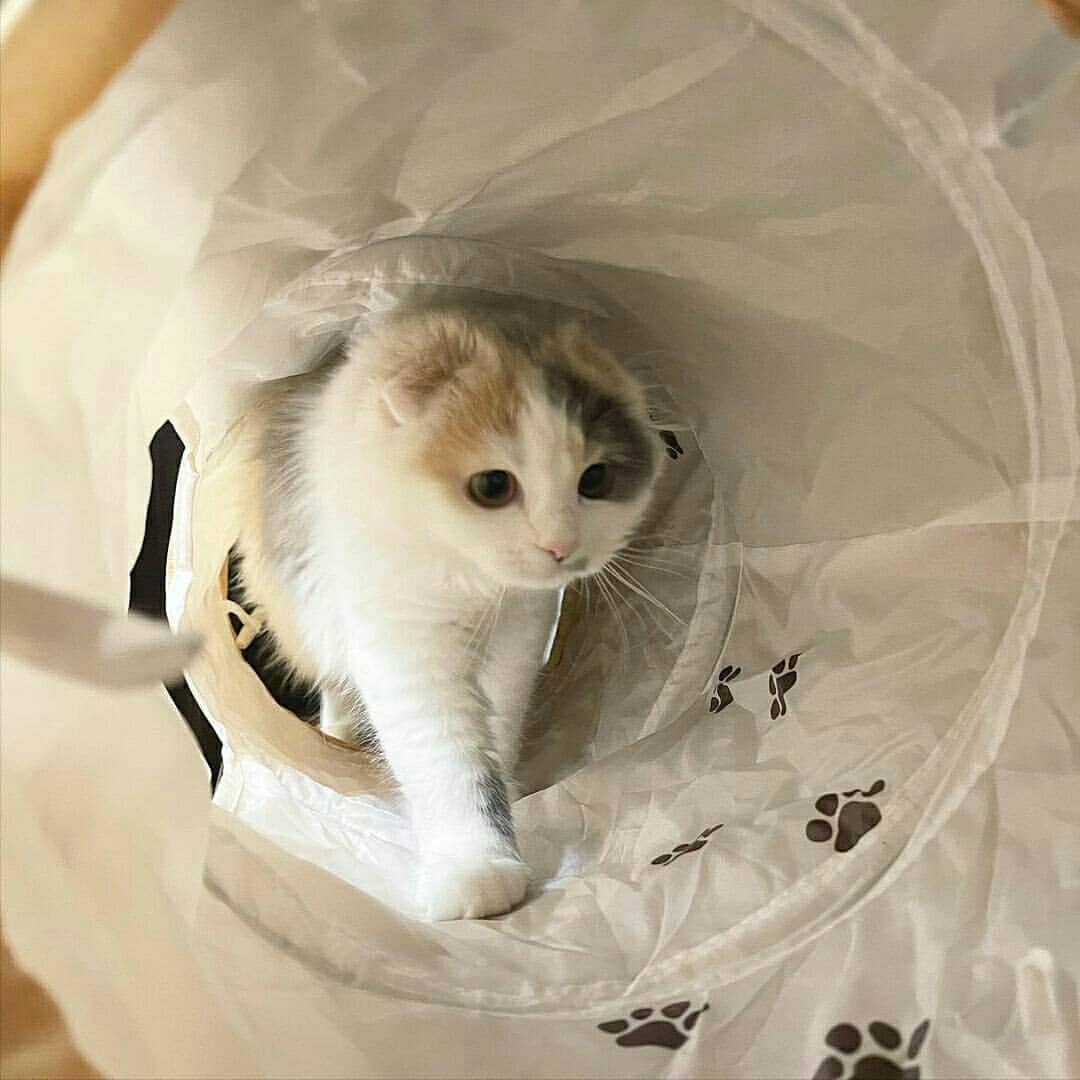 猫壱（ねこいち•ネコイチ）さんのインスタグラム写真 - (猫壱（ねこいち•ネコイチ）Instagram)「. 【#猫壱キャンペーン11月 】 ▫ 歩くだけでもたのしいにゃ😺❤ ▫ #歩くとカシャカシャ言うから #それだけでも楽しめるね✨ ▫   @laugh_scottish さんありがとうございました😆💕✨ ▫ ▫ ▫ :::::::::#猫壱 ::::::: #猫壱キャンペーン 11月はキャットトンネルスパイラルが対象です😺❤ お写真の商品は#キャットトンネルスパイラル 木目柄でした✨  ▫ ▫︎ 対象の猫壱商品をお持ちの方は @necoichicojp から応募要項をチェックして是非ご応募くださいね❤ ▫」11月23日 17時23分 - necoichicojp