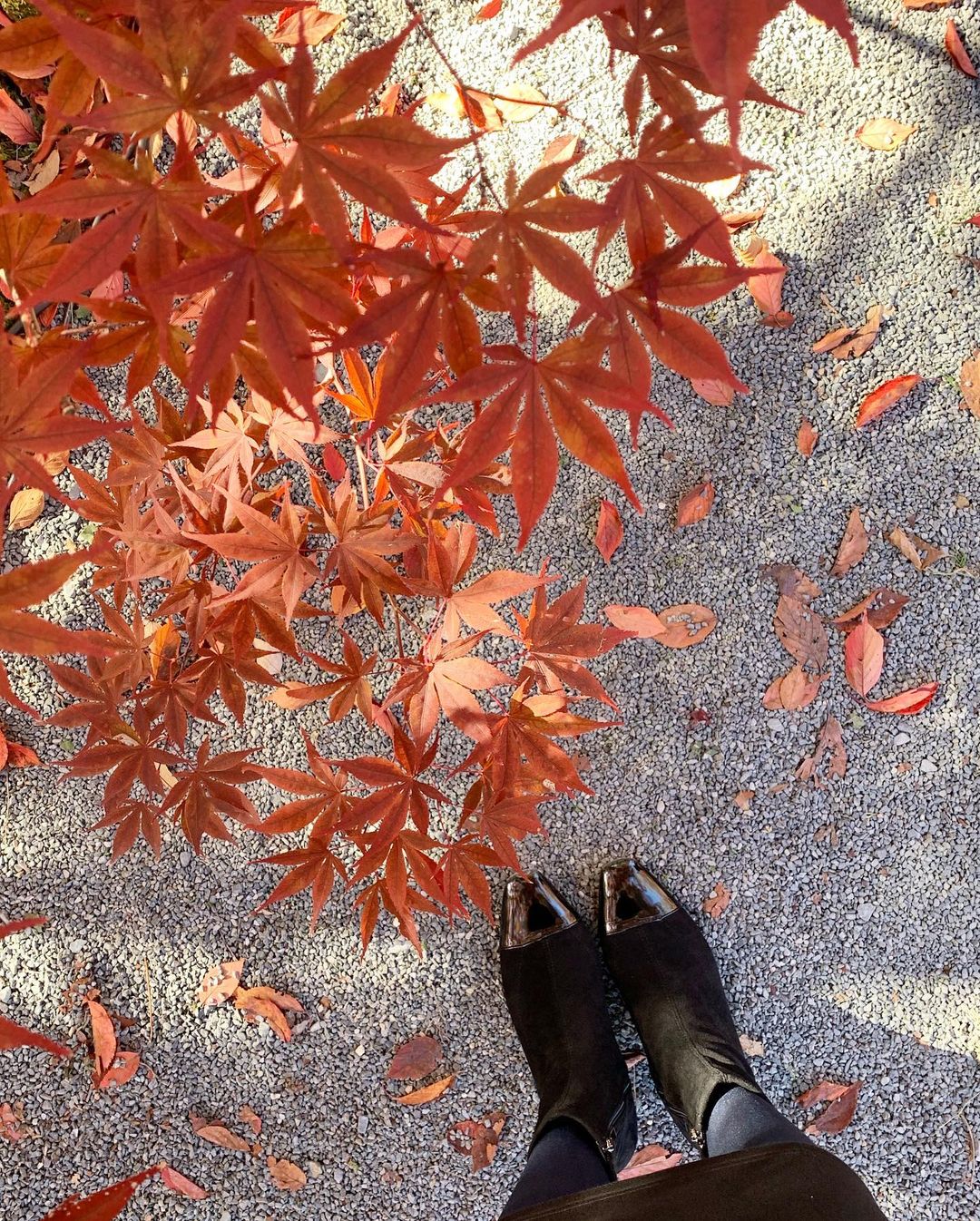 宮田綾子さんのインスタグラム写真 - (宮田綾子Instagram)「⁑ 南禅寺コーデ🍁 動きやすいスポーティなスウェットワンピースがお気に入り フードやポケットのシルバーのラインも可愛いの♡ 1000円offクーポン→ psh4700 @spicaglow    ショートブーツは、足首の細いのを探し求めててやっと見つけた！  軽くて柔らかくて、永遠に歩いていられるくらいラクチンだったよー👢 10%offクーポン→ 7GYKHSE8 @ibeul__  ワンピースはシワにならないしブーツも軽くてどちらも旅行に最適だったよ♪ たまたまなんだけど、黒のスウェットのペアルックみたいになった、笑  南禅寺といえばやっぱり順正の湯豆腐と湯葉もお昼に食べて🍲美味しいよね、幸せ〜 最後の動画は蹴上インクラインの水路の激流 いつもこんな激しいのかな、笑  #onepiece #spicaglow #spicaglowstyle  #bag #salondealfurd  #boots #ibeul  #宮田綾子 #pr #京都 #南禅寺 #南禅寺水路閣 #南禅寺順正 #湯豆腐 #順正 #京都紅葉 #紅葉狩り #紅葉狩り #紅葉デート #紅葉スポット #紅葉見頃 #水路閣 #蹴上インクライン #蹴上 #旅行 #国内旅行 #旅すたぐらむ #たびすたぐらむ #タビジョ #kyotojapan #kyototravel」11月23日 17時31分 - ayako__miyata