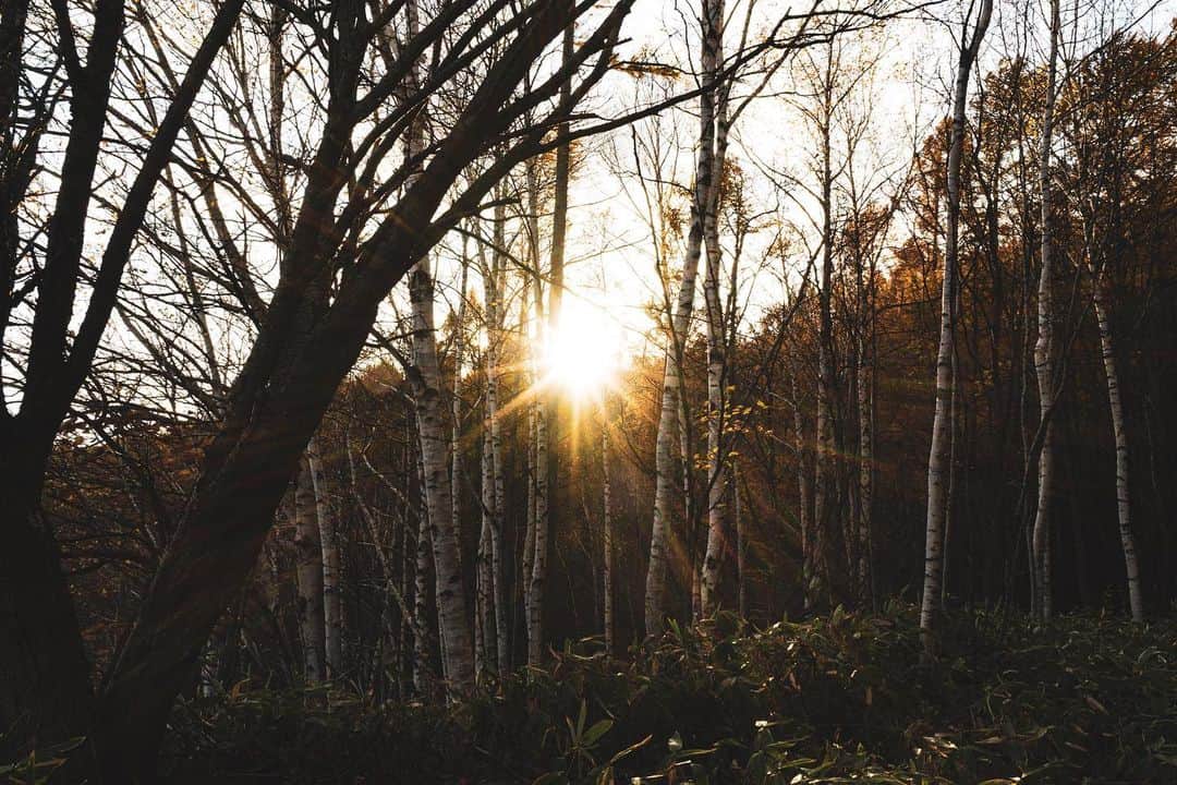 _msy_tのインスタグラム：「Birches at the sunset. . . . #lensculture  #photopoetry #everydayeverywhere  #picoftheday  #japan #team_jp  #pastpicture #sonyalpha #A7iii #birch #sunset #SonyA7iii #pixlib_jp #visitjapanjp #風景 #風景写真 #風景写真部 #白樺 #夕日」