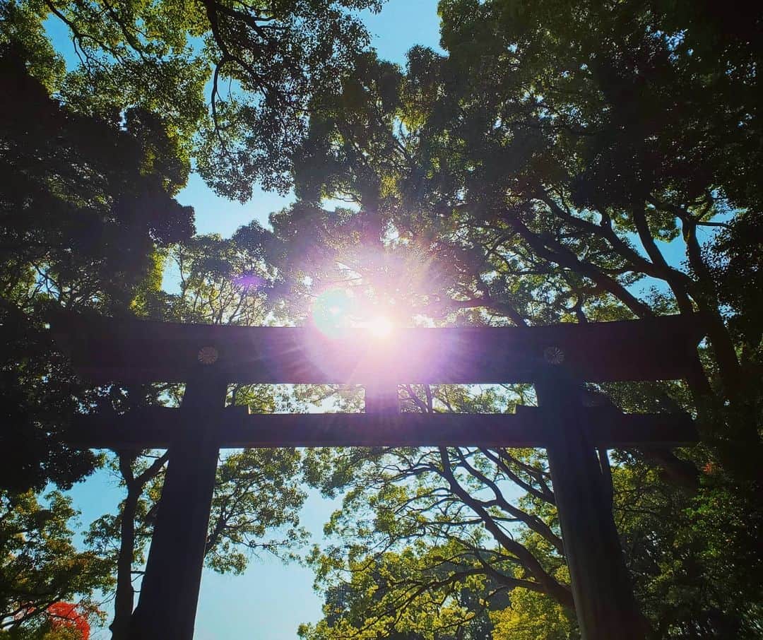 市川笑野のインスタグラム：「明治神宮にて、鳥居と陽光。 #明治神宮 #鳥居 #陽の光 #tokyo #japan」