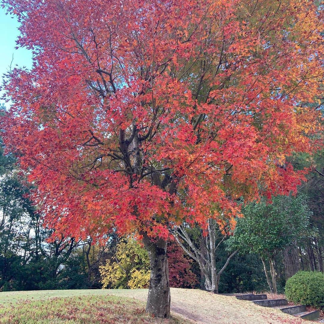 大江香織さんのインスタグラム写真 - (大江香織Instagram)「🍒﻿ ﻿ 紅葉が綺麗でした。﻿ 朝は暖かかったけど、午後は陽が落ちるのが早くて寒かった。もうすぐ冬だね。﻿ ﻿ ﻿ #ゴルフ　﻿ #女子プロゴルファー﻿ #ゴルフ女子 ﻿ #ゴルフスイング﻿ #ゴルフスイング動画 ﻿ ﻿」11月23日 18時11分 - _kaori.ohe_