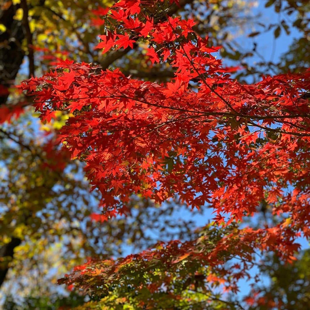 永瀬かおるのインスタグラム：「昭和記念公園へ🍁 イチョウ並木…があったであろう場所には行けました🤣 紅葉も色づき、沢山歩き、お抹茶もいただき、秋を堪能してきました☺️  #昭和記念公園 #銀杏並木 #イチョウの見頃は過ぎました #🍁」