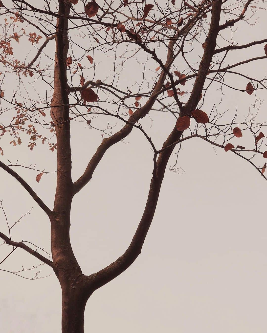 janskeのインスタグラム：「• Never say there is nothing beautiful in the world anymore. There is always something to make you wonder in the shape of a tree, the trembling of a leaf. •」