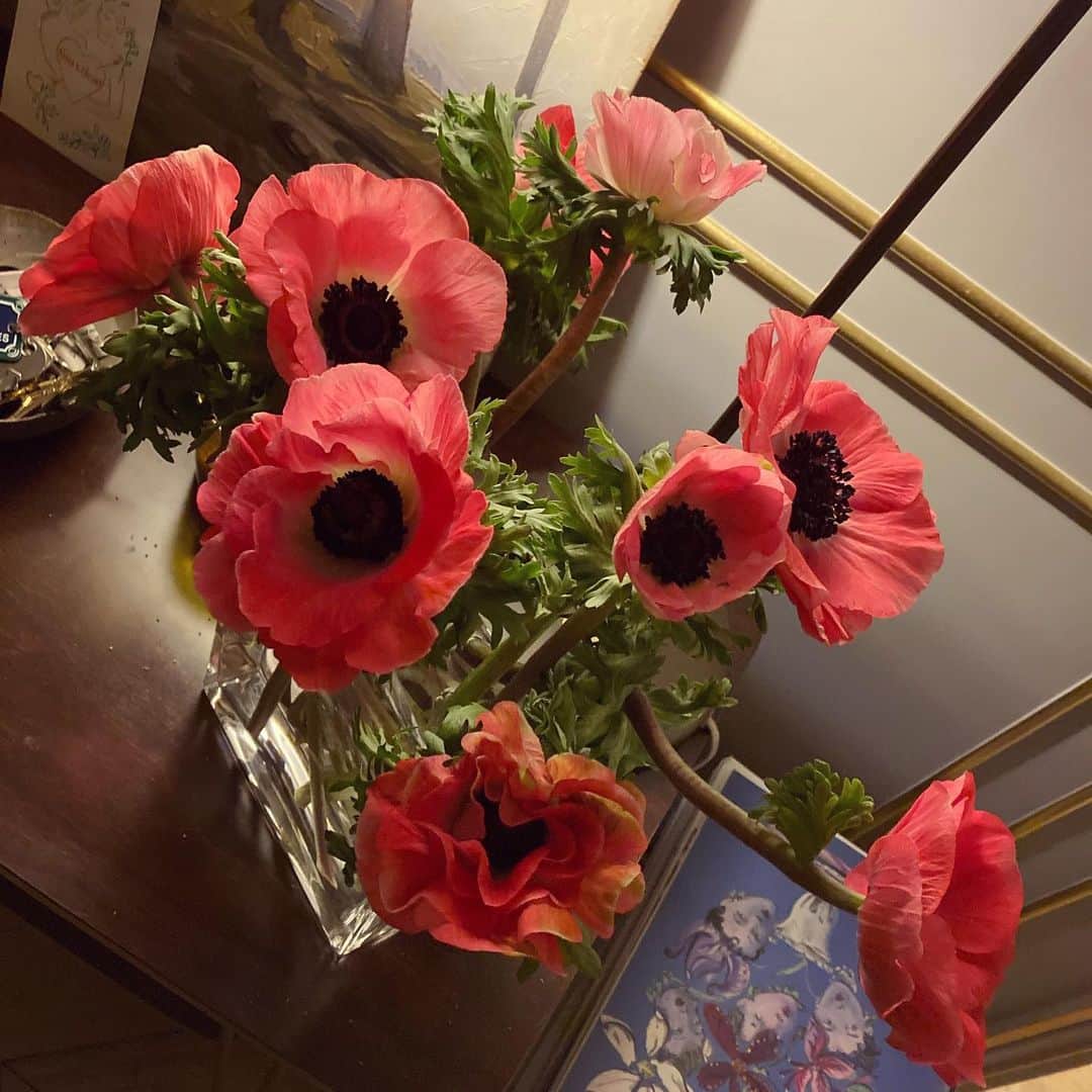 アレクシマビーユのインスタグラム：「Monday Fluo Anemones @alexismabille #flowers #anemones #fluo #velvet #black #winterflowers #delicate #beauties #alexismabille」