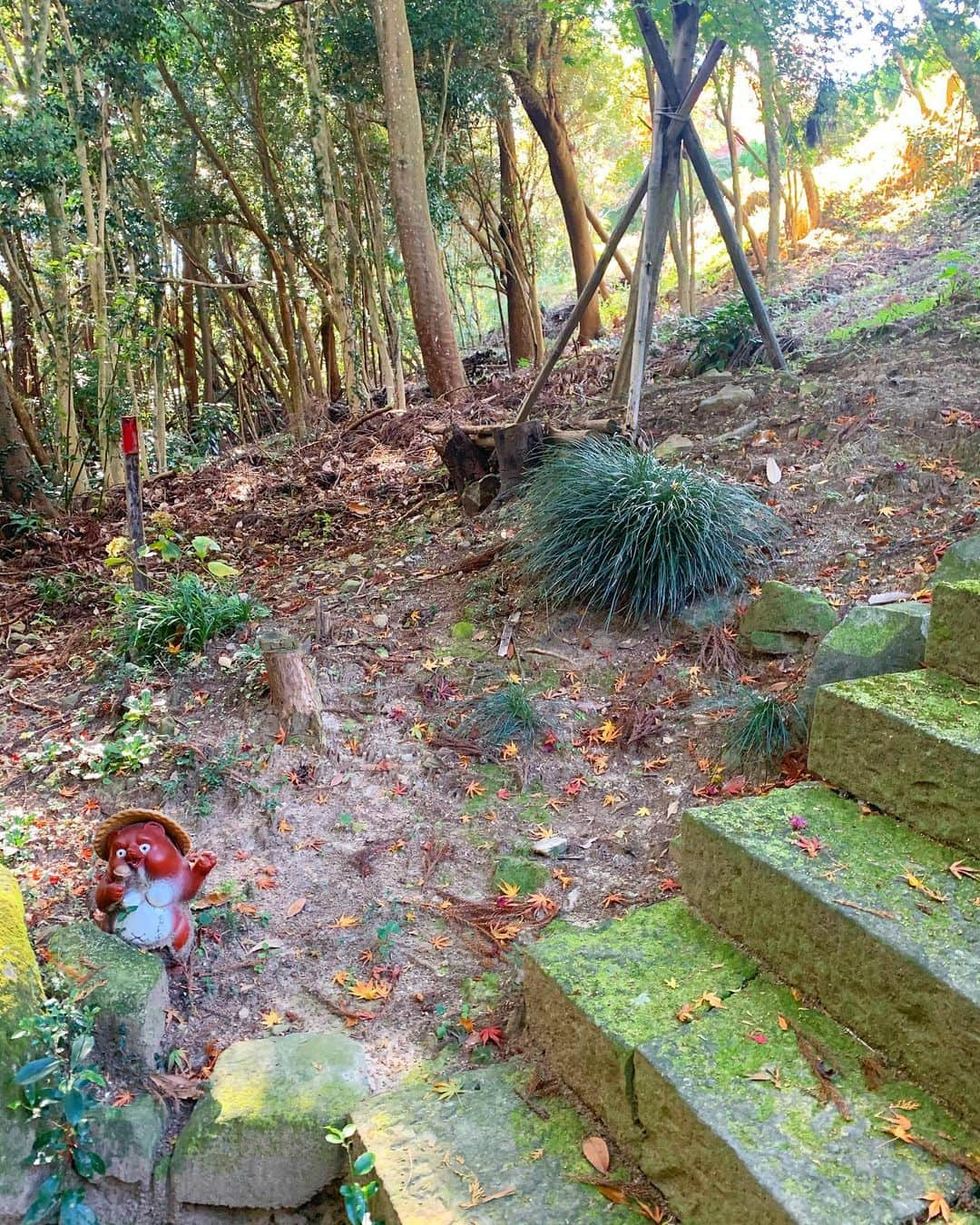 島川未有さんのインスタグラム写真 - (島川未有Instagram)「大山寺、私の中でイチオシの徳島の紅葉スポット🍁です(と言っても例年この時期忙しくて徳島で紅葉狩りってここ数年した記憶ない) こぢんまりしてて、京都の嵐山や清水寺みたいな、華やかさや迫力はないけど、人が少なくて静かで素朴で 、何だか雰囲気が尊いんです、とても。秘境、パワースポット。  #ゴジカル#四国放送#四国放送ラジオ#radiko#アナウンサー#徳島観光#徳島##徳島秘境#徳島旅行#セリーヌバッグ#celine#amerivintage #別格霊場##大山寺の紅葉#大山寺#徳島紅葉#gostoftsushima #ゴーストオブツシマ#tokushima_photo#徳島#follow#like4like #fff #tagsforlikes #tflers #instafollow」11月23日 18時58分 - miyu_shimakawa