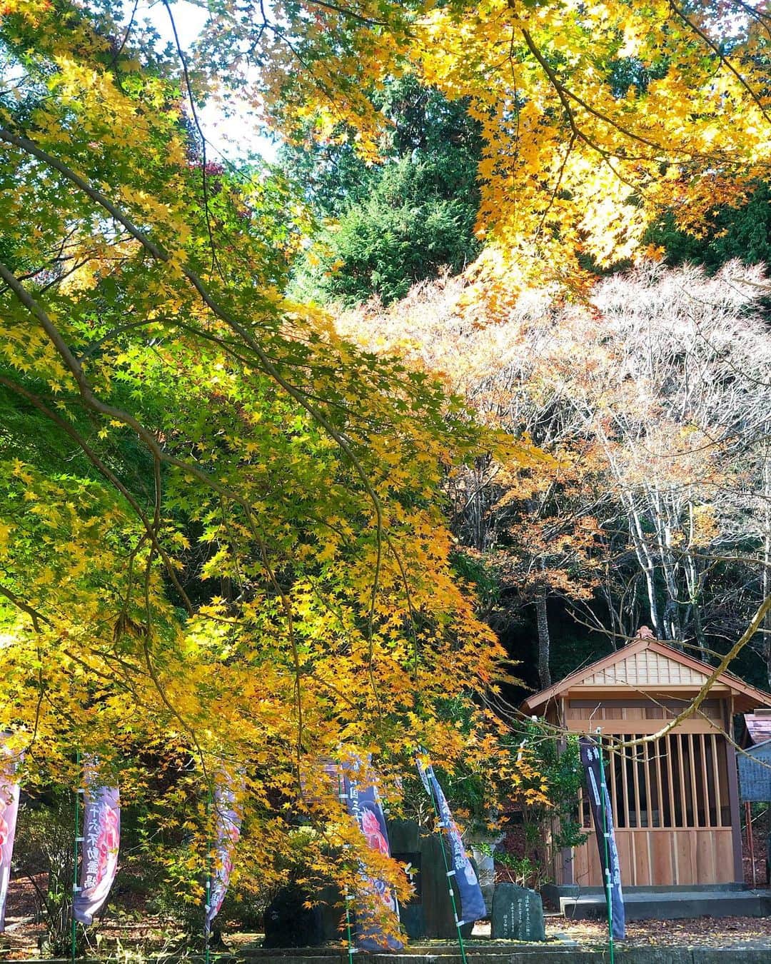 島川未有さんのインスタグラム写真 - (島川未有Instagram)「大山寺、私の中でイチオシの徳島の紅葉スポット🍁です(と言っても例年この時期忙しくて徳島で紅葉狩りってここ数年した記憶ない) こぢんまりしてて、京都の嵐山や清水寺みたいな、華やかさや迫力はないけど、人が少なくて静かで素朴で 、何だか雰囲気が尊いんです、とても。秘境、パワースポット。  #ゴジカル#四国放送#四国放送ラジオ#radiko#アナウンサー#徳島観光#徳島##徳島秘境#徳島旅行#セリーヌバッグ#celine#amerivintage #別格霊場##大山寺の紅葉#大山寺#徳島紅葉#gostoftsushima #ゴーストオブツシマ#tokushima_photo#徳島#follow#like4like #fff #tagsforlikes #tflers #instafollow」11月23日 18時58分 - miyu_shimakawa