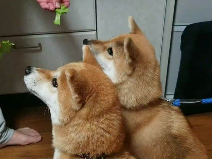 柴犬たま Shibainu Tamaのインスタグラム