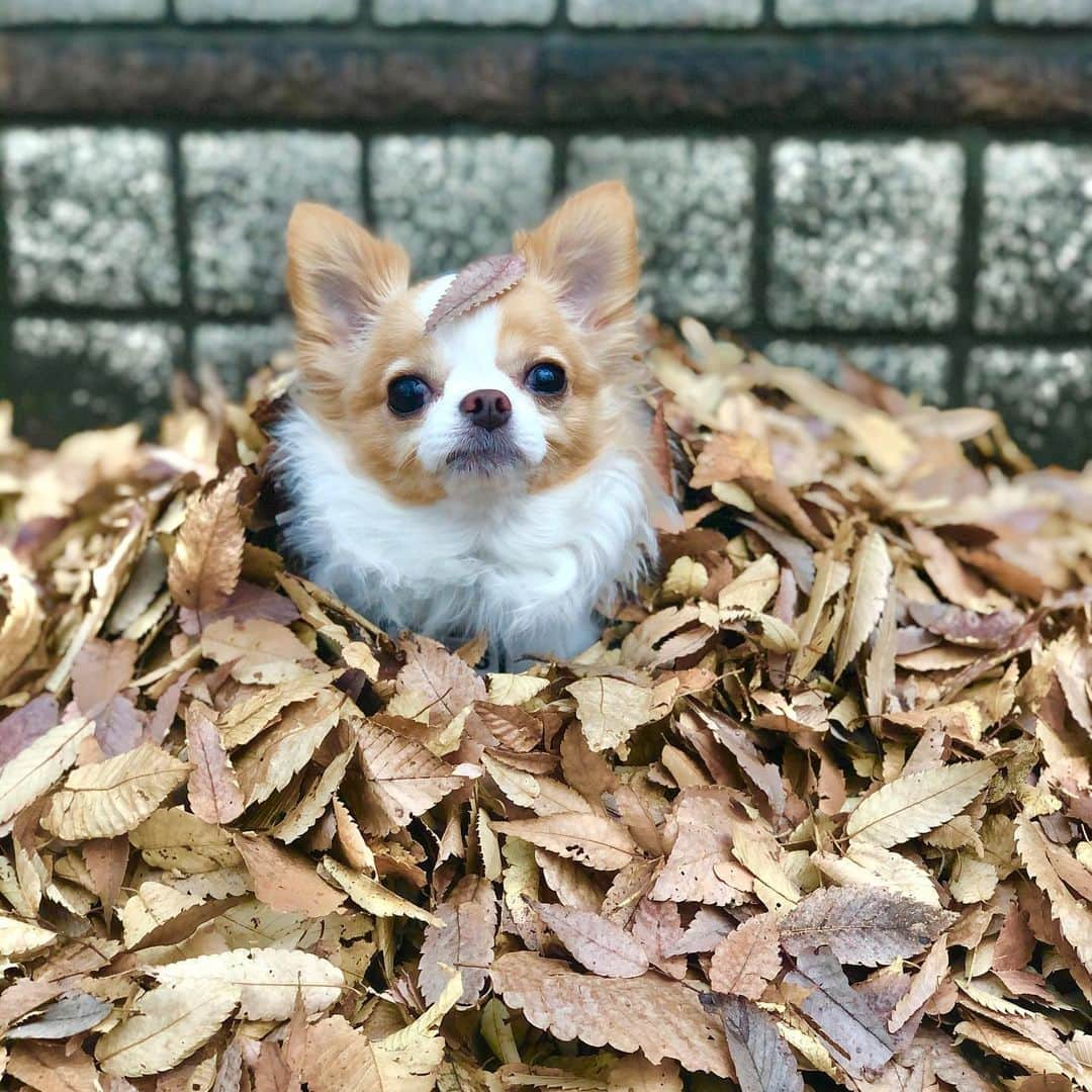 玉ねぎ戦士のインスタグラム：「枯葉布団でヌクヌクでしゅ🍁 ・ ・ ・ #葉っぱ隊🍃  #🍁🍁🍁」