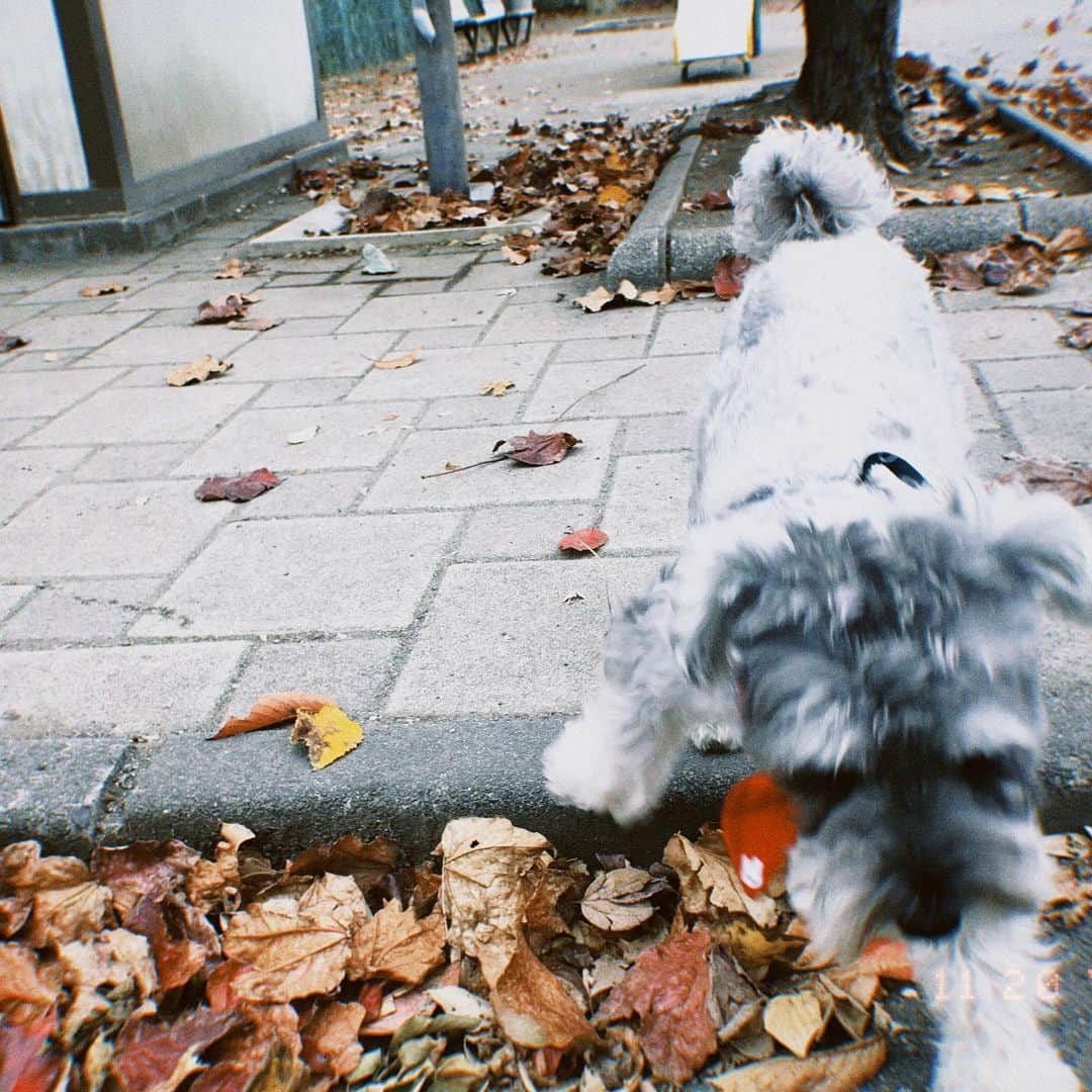 浦郷絵梨佳さんのインスタグラム写真 - (浦郷絵梨佳Instagram)「秋と犬と落ち葉と。  #最近 #もっぱら #フィルムカメラ  #アプリ #便利 #dazzcamera #愛用」11月23日 19時03分 - urago.erika