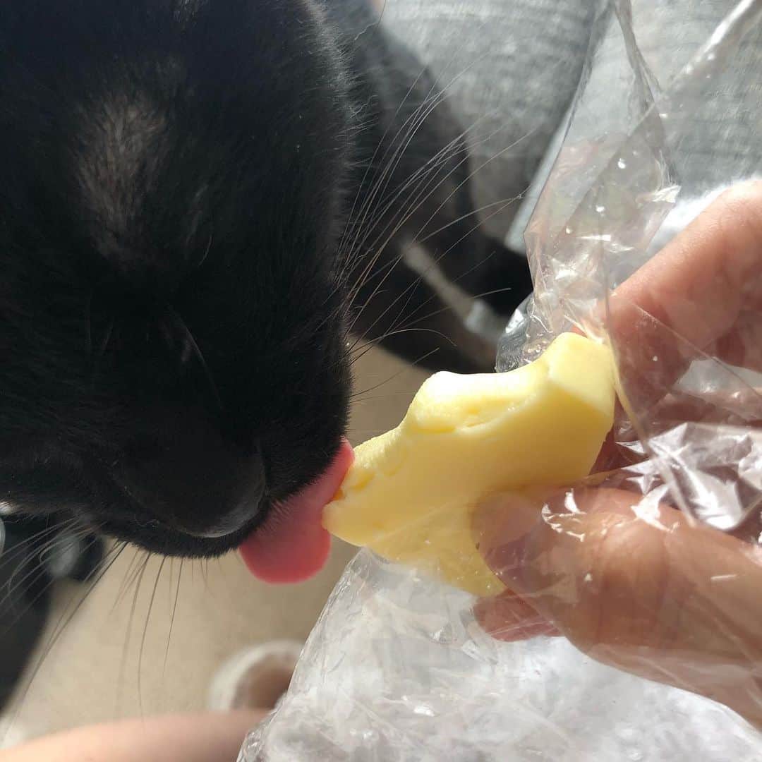 英玲奈のインスタグラム：「影虎、チーズを食べる 体のことを考えたらあまり良くないけど、もう高齢で、なんでも食べてくれるだけで有り難いから、ちょっとあげました。」