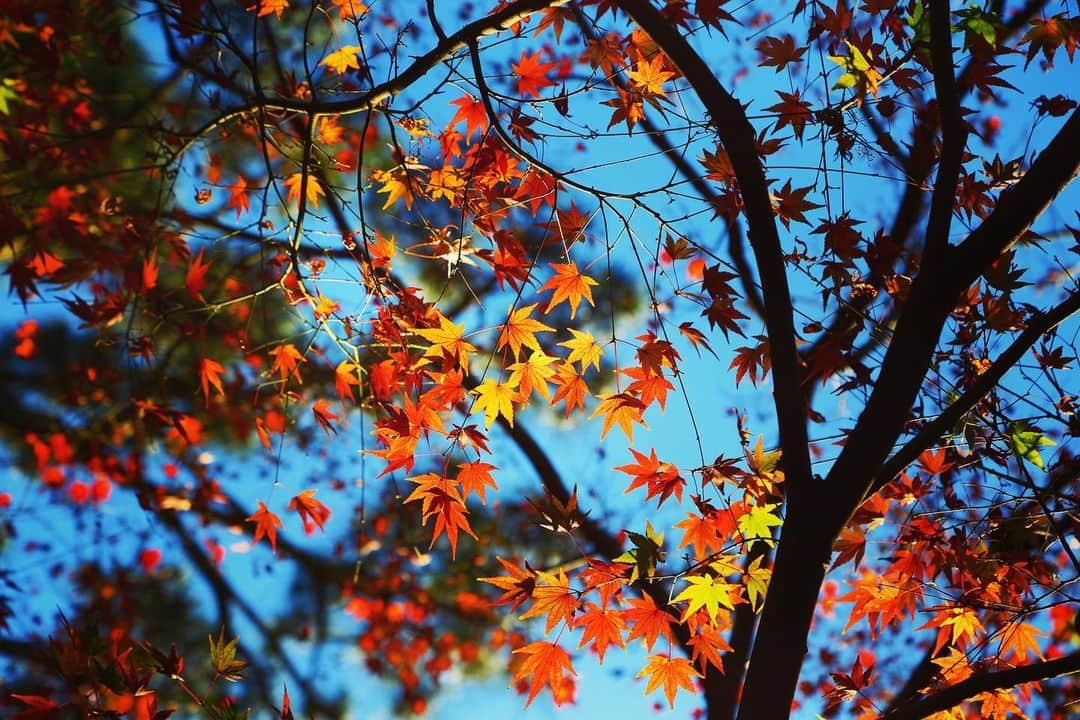 八芳園のインスタグラム
