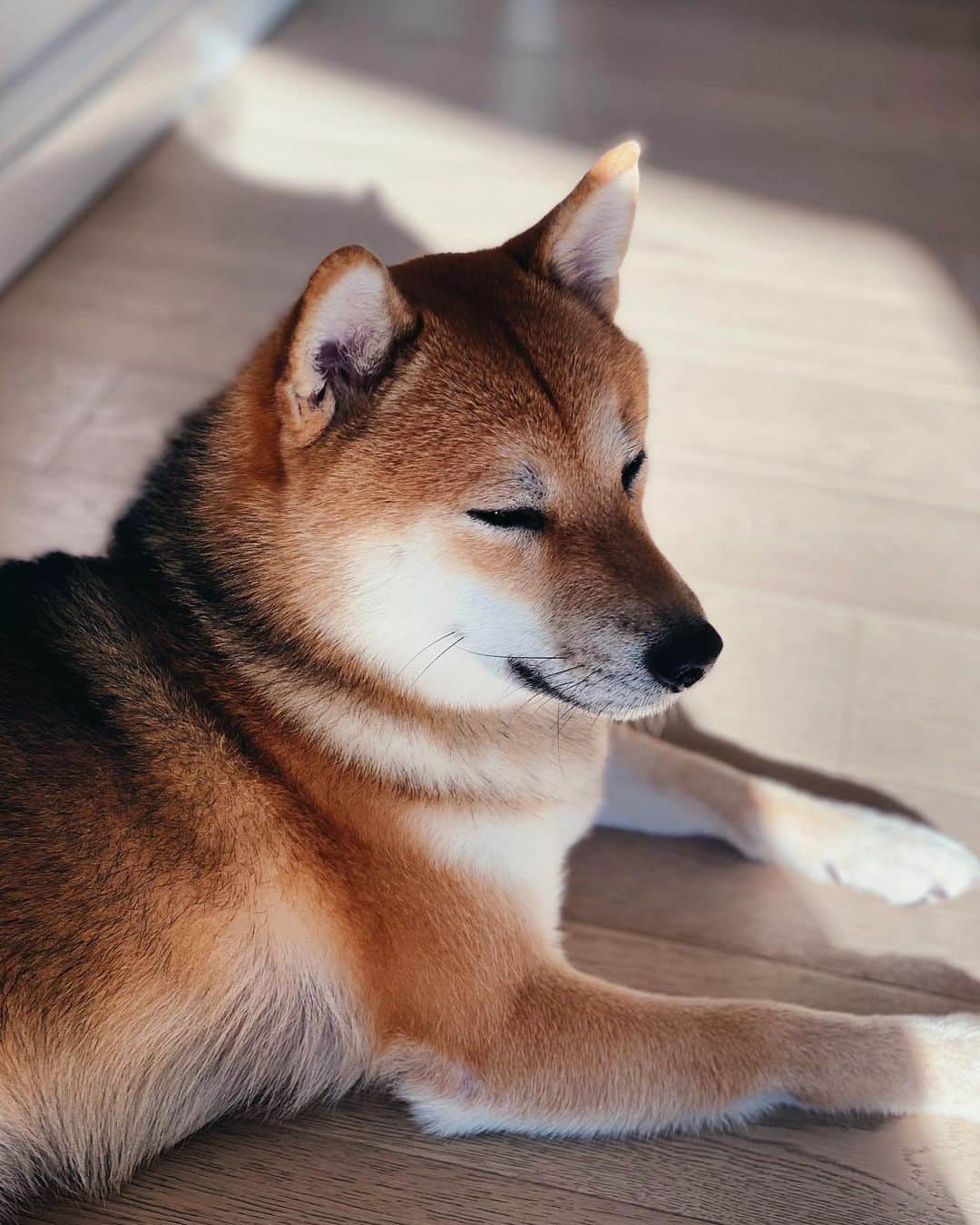 リュプカ・ゴイッチのインスタグラム：「Moj #japaneseboy #domo 💙 #shibainu 🐶」