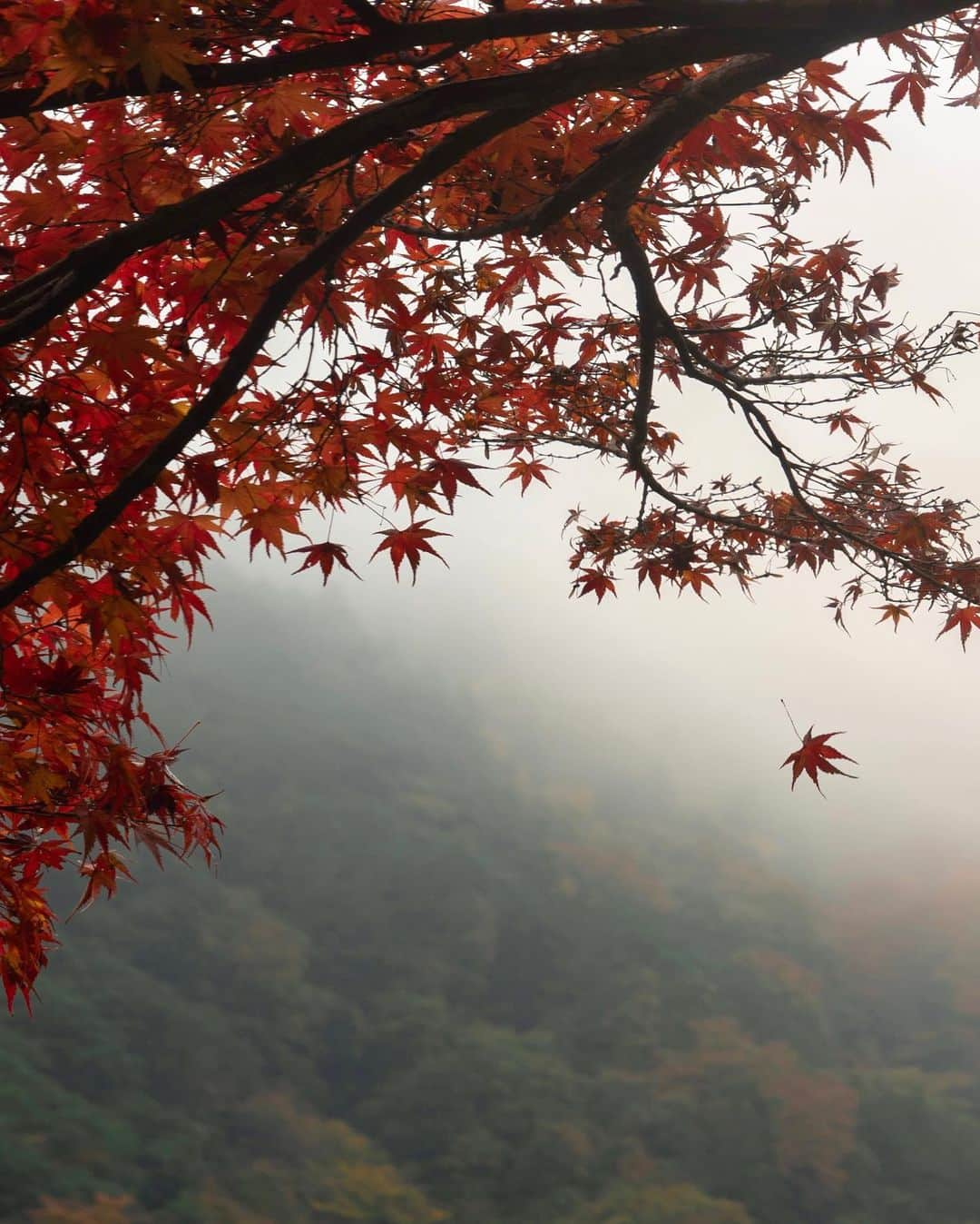 Koichiのインスタグラム：「| 瞬　moment  #BeautifulJapan #Hellofrom #Kyoto  #京都 #保津峡  .」