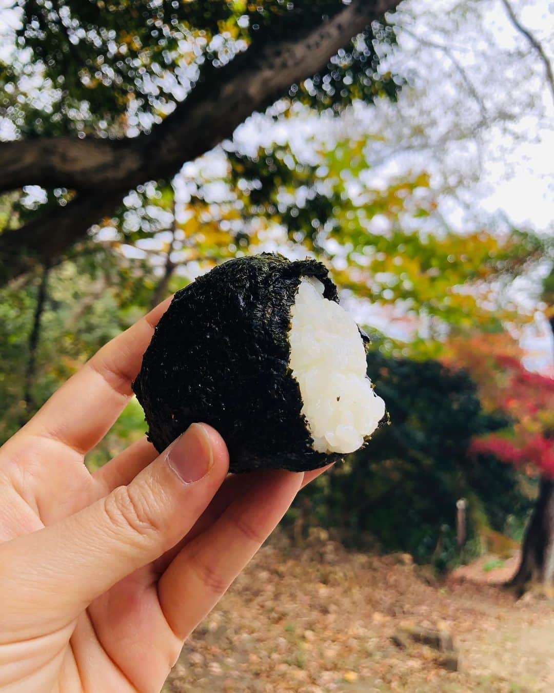 白木夏子さんのインスタグラム写真 - (白木夏子Instagram)「お弁当持って鎌倉湖畔ピクニック🍱湧き水が沢山出ているらしく水が綺麗だった。 おにぎりは、おすそ分けいただいた京都のひふみ米を炊いて塩おにぎり🍙美味しかった〜！ 美味しいお米は塩と海苔だけでほんとに美味しい。」11月23日 19時29分 - natsukoshiraki