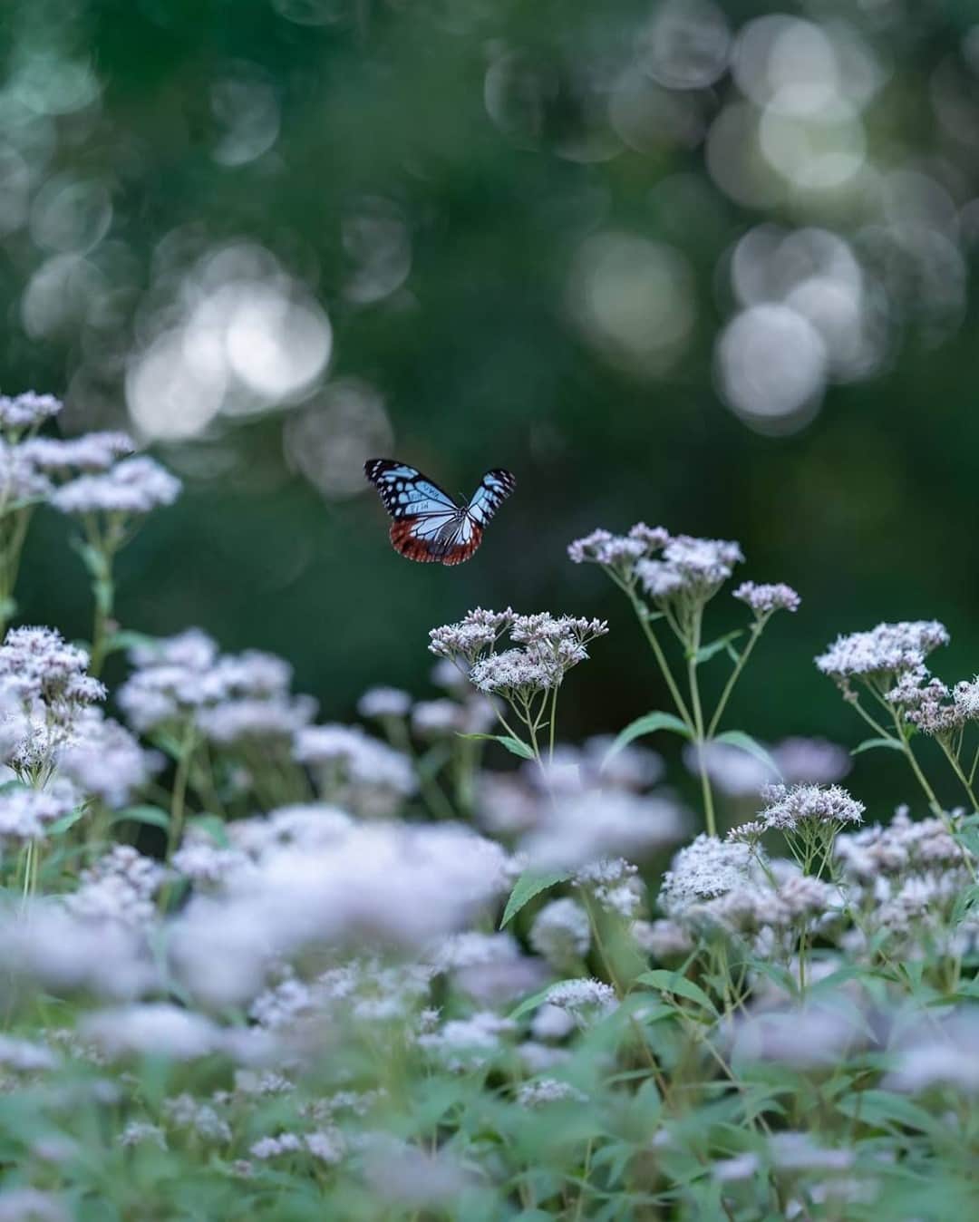花の写真館のインスタグラム：「Photo by @maichin_lucky.⠀ https://instagram.com/maichin_lucky/⠀ .⠀ Original Post[投稿いただいたURL]⠀ https://www.instagram.com/p/CFHcNKpAR-Q/⠀ .⠀ 本アカウントは、 #私の花の写真 をつけてInstagramに投稿された皆さまの花の写真や、「花の写真館」Facebookページで投稿された花の写真を紹介します。⠀ 「花の写真館」Facebookページは、「 @floral.photograph 」のプロフィールにあるURLからご覧ください。⠀ .⠀ ※各自、政府、自治体など公的機関の指示に従った行動をお願いします。⠀⠀ 東京カメラ部および分室では、写真を「見る楽しみ」を提供することを通して、微力ながら皆様にわずかな時間でも癒しをお届けしたいと思っております。⠀ ※本アカウントは東京カメラ部がFacebook、Instagramのサービスを利用して運営しているもので、Facebook社・Instagramとは一切関係ありません。⠀ .⠀ #花の写真館 #floralphotograph #floralphoto #flower #flowers⠀ Follow: @floral.photograph」