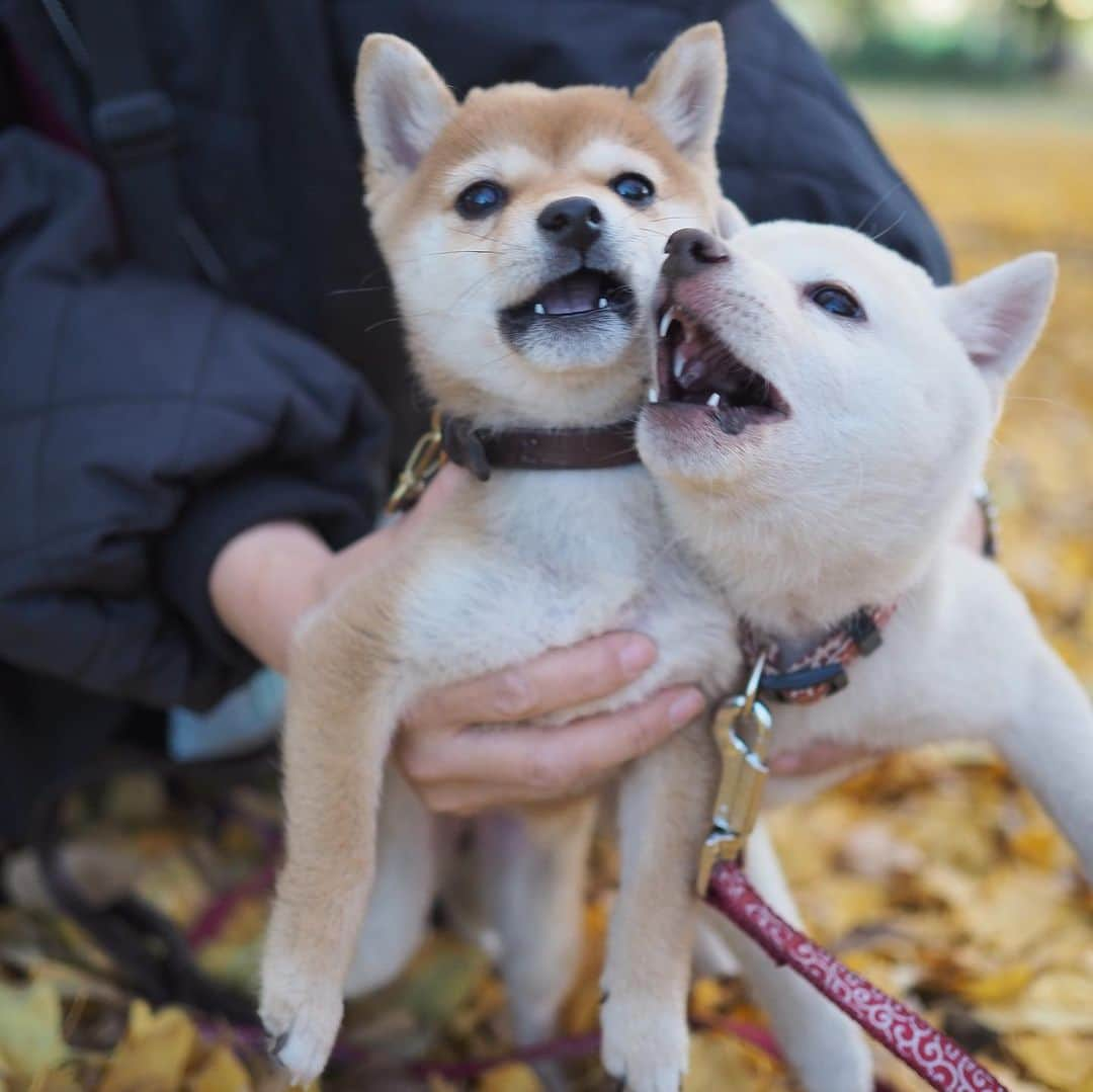 豆柴にこちゃんさんのインスタグラム写真 - (豆柴にこちゃんInstagram)「🐶🐶 #もちたま 天使のツーショット成長記✨ @mamechiyo728   1ー5枚目はおとといの 生後3.5ヶ月のおふたり。  1枚目のモッチーの笑顔がかわいい💕 たまは笑うと邪悪な顔になるからなぁ🤣  6枚目以降は生後2か月まで 遡っていくよ。  まん丸なクマさん🐻みたいだったのが、 1か月ほどで立派な 羽賀研二と柄本明に成長しました。  たまはモッチーと遊ぶのが ほんとに楽しそう✨  姉妹とおうちも近くて 一緒に成長見守れるのは 幸せだなぁ〜  三女のりんちゃんも近くにいたらなぁ🥰 @koro_rinshiba23  🌼たまの茶色の首輪ブランド @b_e_n_e_f_i_c_o  #柴犬#豆柴#pecoいぬ部#犬#shibastagram#petstagram#犬#犬のいる暮らし#shibainu#dog#mameshiba#pecotv#いぬのきもち部#しばいぬ#しばけん#こいぬ#シバイヌ#狗#ペット#子犬#puppy#pet#시바견#강아지#개#instacute#barked#9gag#9gagpets」11月23日 20時01分 - nikochan.mame48