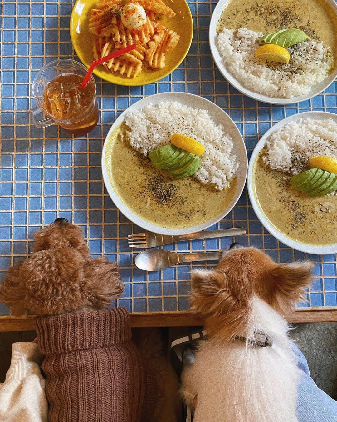 岩渕加恵さんのインスタグラム写真 - (岩渕加恵Instagram)「💙 m o n d a y 💙 今日は🐶🐶🐶day〜✌️ いつものカレーを食べに行こうの会🍛笑  サワークリームのポテトが絶品すぎて、、🤤💕💕 僕たちも食べたい〜て言うてますなっ。笑  #ちょぽぽ （ちょあぽてとぽんたの略ww🤍 #犬会 #代々木八幡カフェ」11月23日 20時06分 - kae0113
