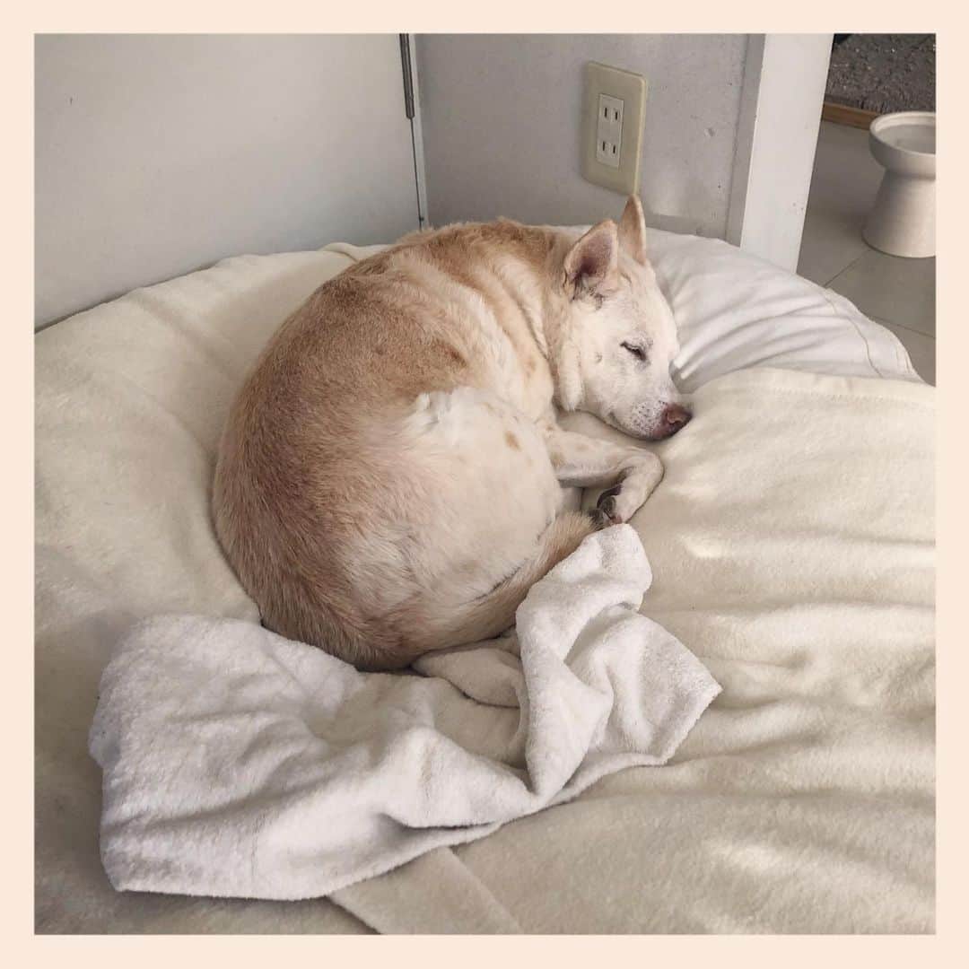 パンといっぴきのインスタグラム：「#元保護犬 #雑種犬 #crossbreed #mixdog #sleepingdog #眠る犬　#キップル14歳」