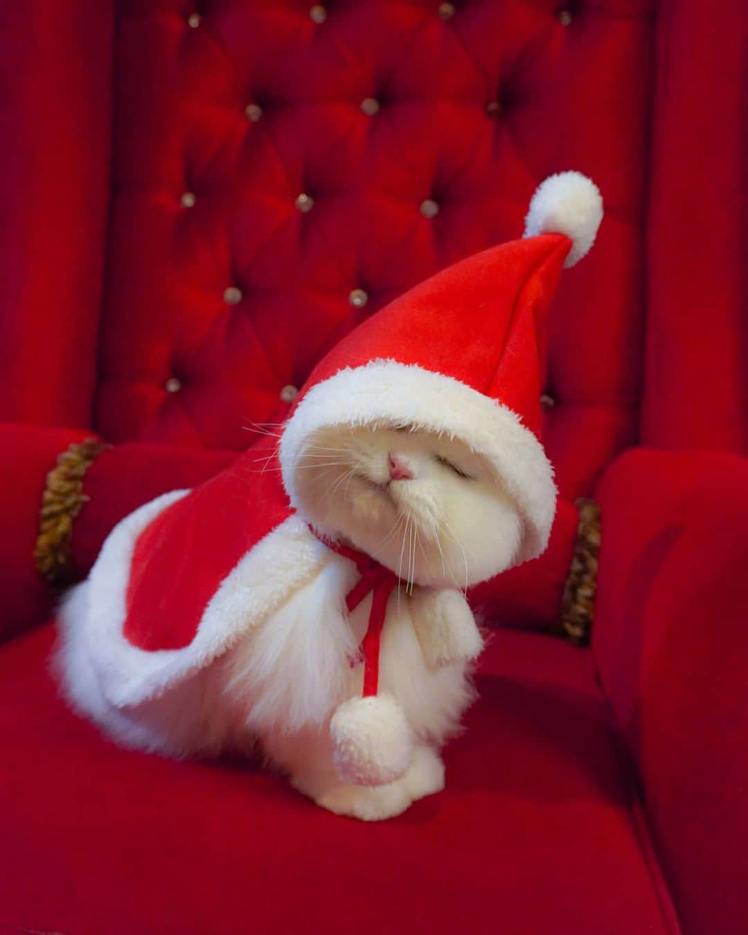 Kenshin & Chloeyのインスタグラム：「(swipe)🎄 It's beginning to look a lot like christmas 😄♥️ #ilovethislittlecutie」