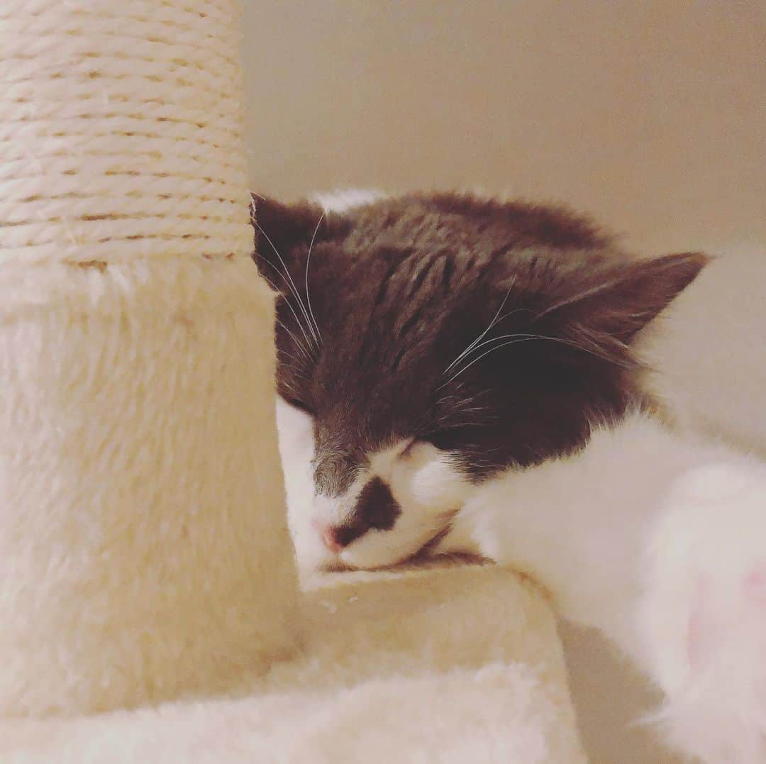 白又敦さんのインスタグラム写真 - (白又敦Instagram)「最近一人暮らしを始めました。 ロイ坊と一緒にお引っ越しです。  新しい家に慣れてくれてるみたいで良かった！ #ねこすたぐらむ #ねこ #にゃんすたぐらむ #ねこすきさんと繋がりたい #cat #catstagram #catlover」11月23日 20時12分 - shiramata0322