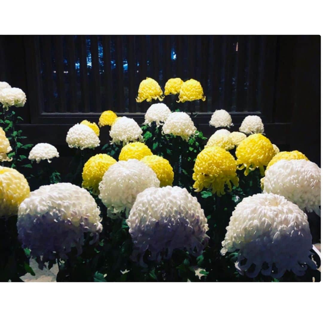 歌倉千登星さんのインスタグラム写真 - (歌倉千登星Instagram)「たまたまですが、寒川神社で菊花展がやっていたので、こっちはそのお写真。 大輪の菊の花がたくさん並んでいて、とっても綺麗でした。  #寒川神社　#菊花展 #菊 #花」11月23日 20時18分 - chitose_kagura