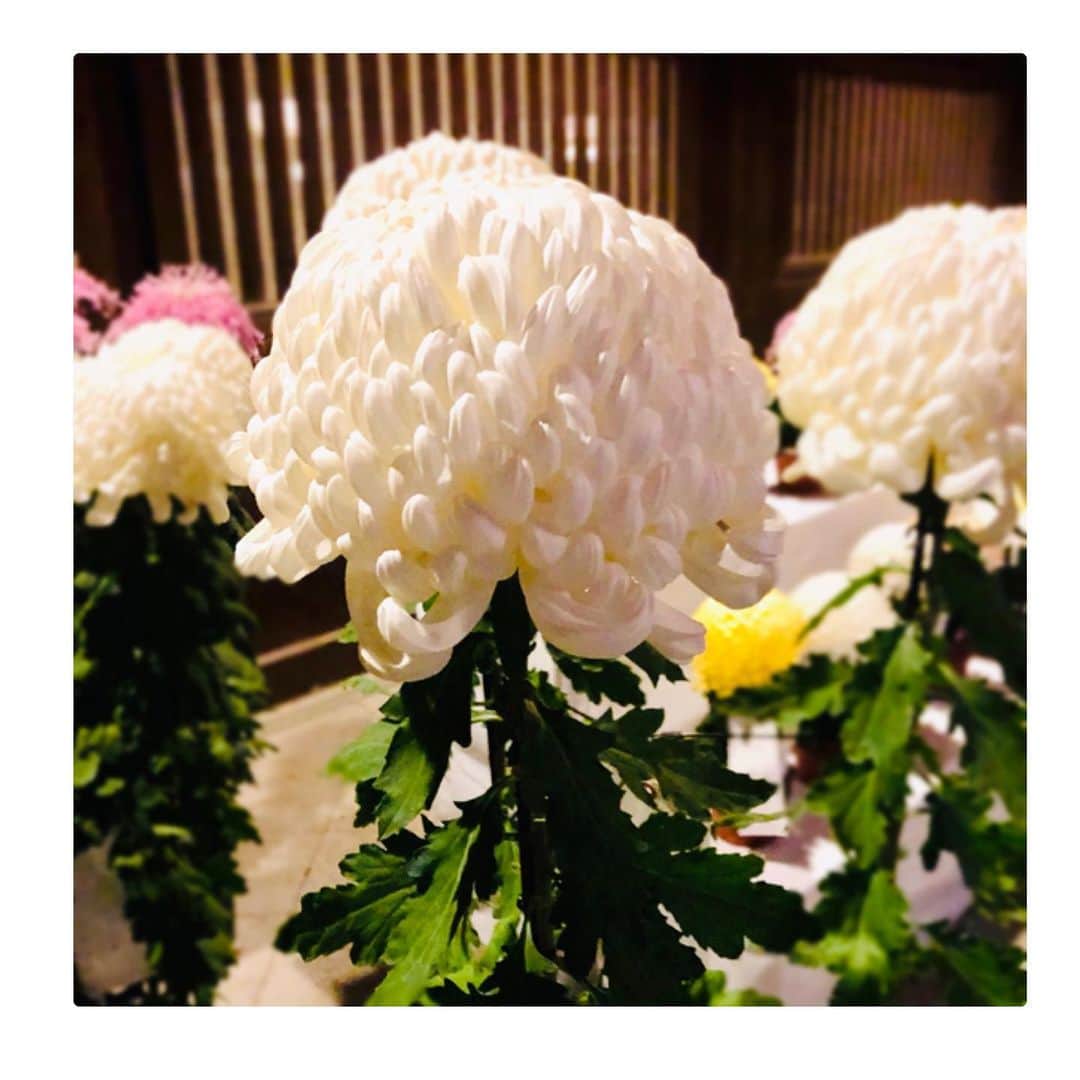 歌倉千登星のインスタグラム：「たまたまですが、寒川神社で菊花展がやっていたので、こっちはそのお写真。 大輪の菊の花がたくさん並んでいて、とっても綺麗でした。  #寒川神社　#菊花展 #菊 #花」