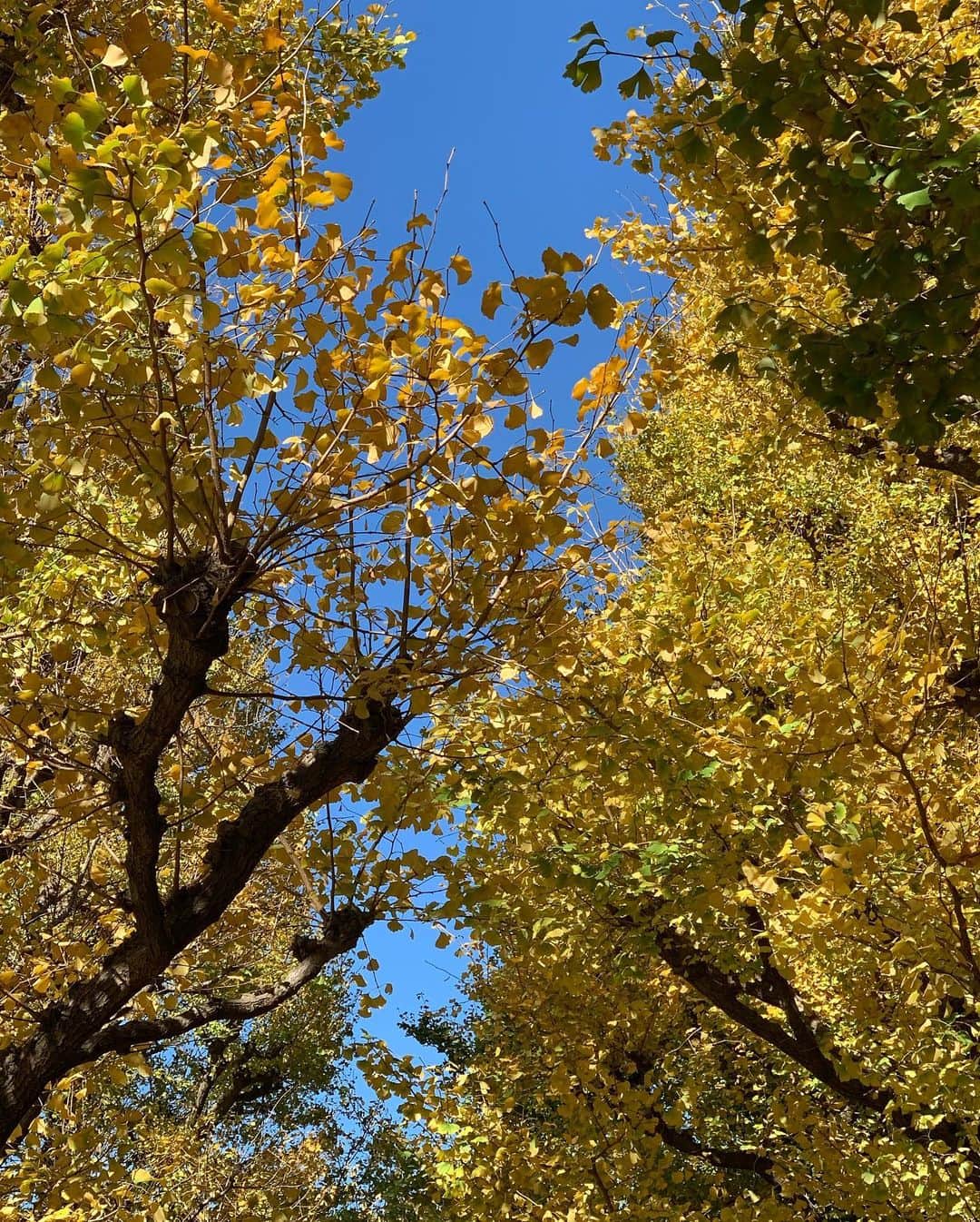 沢瀉美緒さんのインスタグラム写真 - (沢瀉美緒Instagram)「※ Feel autumn 🍂 in Tokyo. . 通い慣れた外苑前✨ . この季節は銀杏並木がとっても綺麗です。 今日もとっても綺麗で、晴れた青空と 黄色のコントラストが美しかった。 . . #外苑前 #gaienmae #銀杏並木 #銀杏 #ginkgo #tokyo #東京」11月23日 20時23分 - mio_omodaka