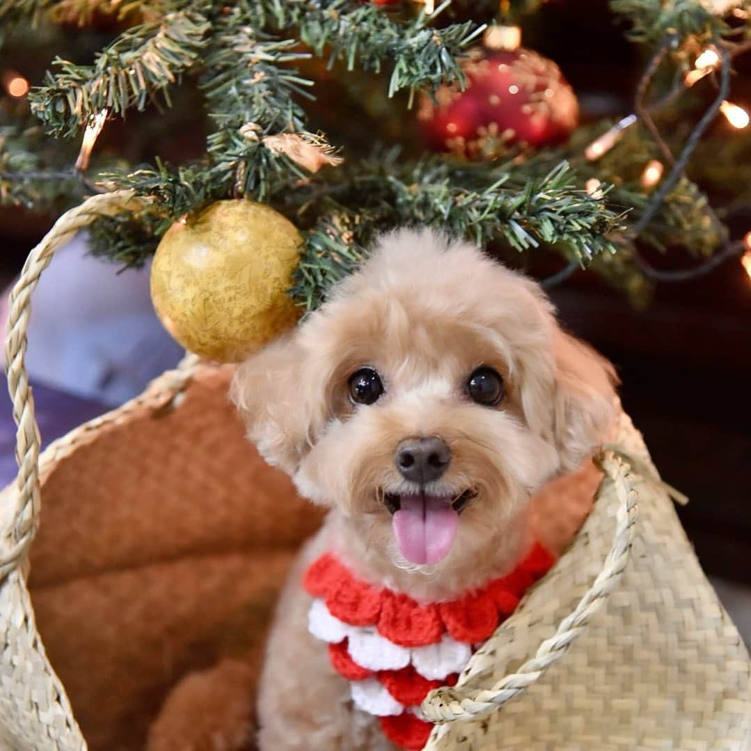 Truffle??松露?トリュフのインスタグラム：「📆(23/11/20)  Happy new week! No Monday 💙as helping pawrents to set up the 🎄❤️😘#ilovechristmas」
