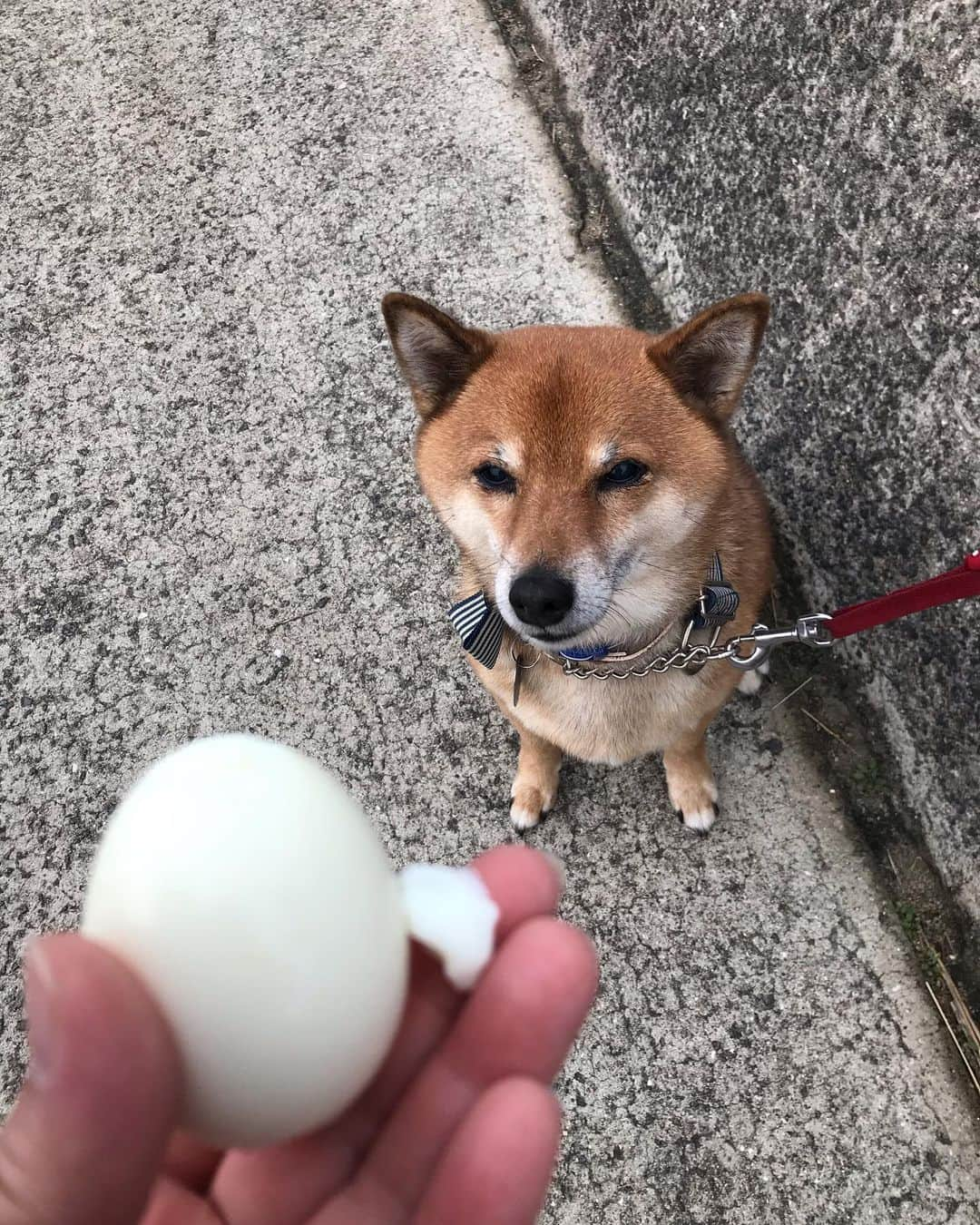 柴犬はなこ Shibainu Hanakoさんのインスタグラム写真 - (柴犬はなこ Shibainu HanakoInstagram)「フェリーに乗って島原半島へ行ってきました⛴ 目的地は #岩戸神社 写真を見てビビッときた✨荘厳な杉の木が生い茂る森の中、切り立った岩に囲まれた場所にありとても重厚な空気を感じました😌 その後、小浜（オバマ）温泉でみんなで温泉卵食べて日本一の足湯に浸かって良い気分♨️1日あっという間で楽しいドライブでした☺️👩🏻🐶💕みんなで一緒だと安心してゆっくり遊べるね」11月23日 20時29分 - kiki_beee