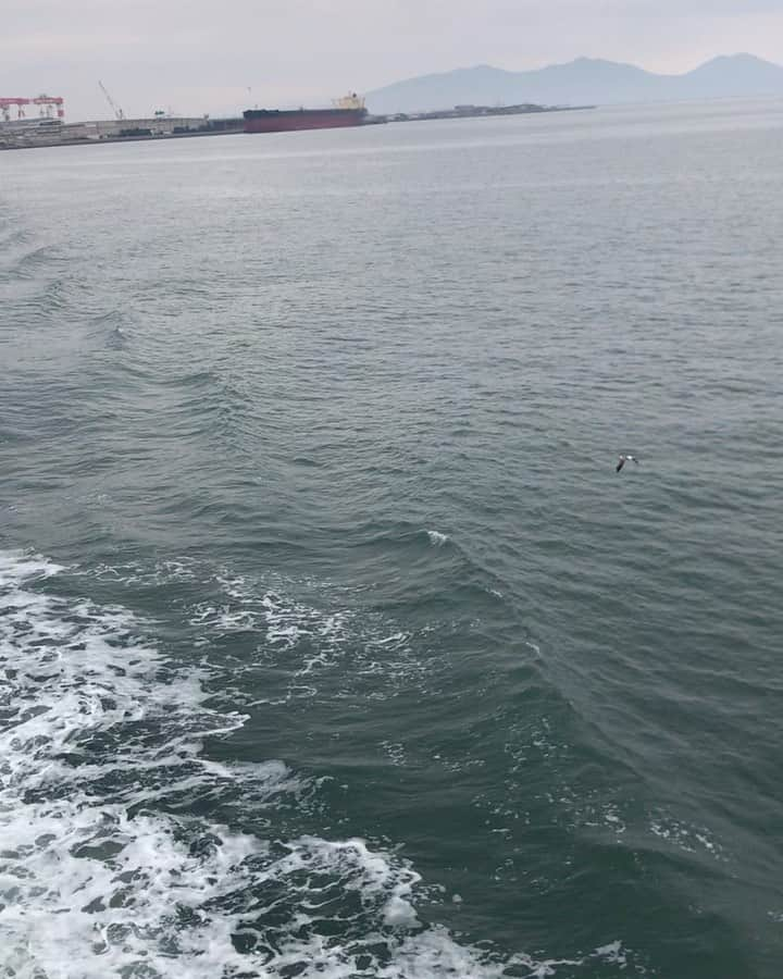 柴犬はなこ Shibainu Hanakoのインスタグラム：「フェリーに乗って島原半島へ行ってきました⛴ 目的地は #岩戸神社 写真を見てビビッときた✨荘厳な杉の木が生い茂る森の中、切り立った岩に囲まれた場所にありとても重厚な空気を感じました😌 その後、小浜（オバマ）温泉でみんなで温泉卵食べて日本一の足湯に浸かって良い気分♨️1日あっという間で楽しいドライブでした☺️👩🏻🐶💕みんなで一緒だと安心してゆっくり遊べるね」