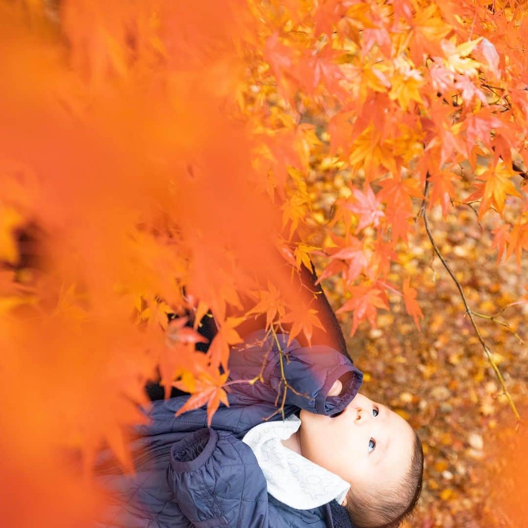 sorayuchiのインスタグラム：「・ 色鮮やかな秋を満喫🍁 ・ カメラをsony α7RⅢ→fujifilm GFX50Rに買い替えちゃいました📷夫婦で同じボディに😎」
