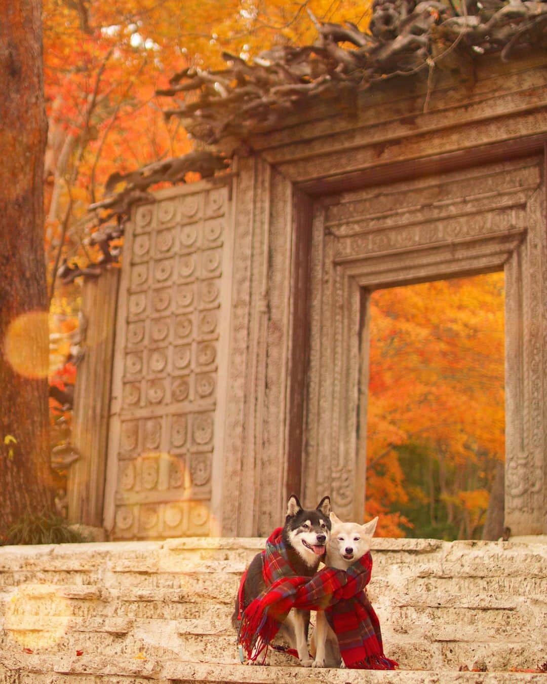 のインスタグラム：「🐶🍁🐶  けんゆりげーじゅつの秋🎨🍁  美術館の門越しに見える美しい紅葉を 旅の最後につまみ食いしてきました😋  ストーリーズでいきいきと走る けんちゃんの姿にたくさんのメッセージ ありがとうございます🥺  お篭り旅の模様はハイライトでどうぞ❤️ 続きはストーリーズにて、のんびり更新中です😊  Location:Yamanashi(2020.11.20撮影)」
