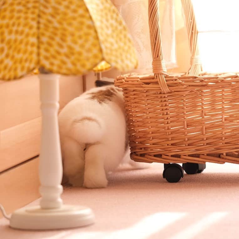 usagraphのインスタグラム：「今日こそ　#けつようび ！🍑 あれ、でもなんかちょっとついてるw  あんよの裏が白くなってきました😄 ベビ毛もうなくなったね✨ ＊ ＊ ＊ #うさぎ　#rabbit #bunny #ふわもこ部  #WeeklyFluff #igersjp  #tokyocameraclub #東京カメラ部  #神戸カメラ部  #bunnystagram  #うさぎ部 #ホーランドロップ #hollandlop  #ファインダー越しの私の世界 #art_of_japan #myfujilove  #今日もx日和」