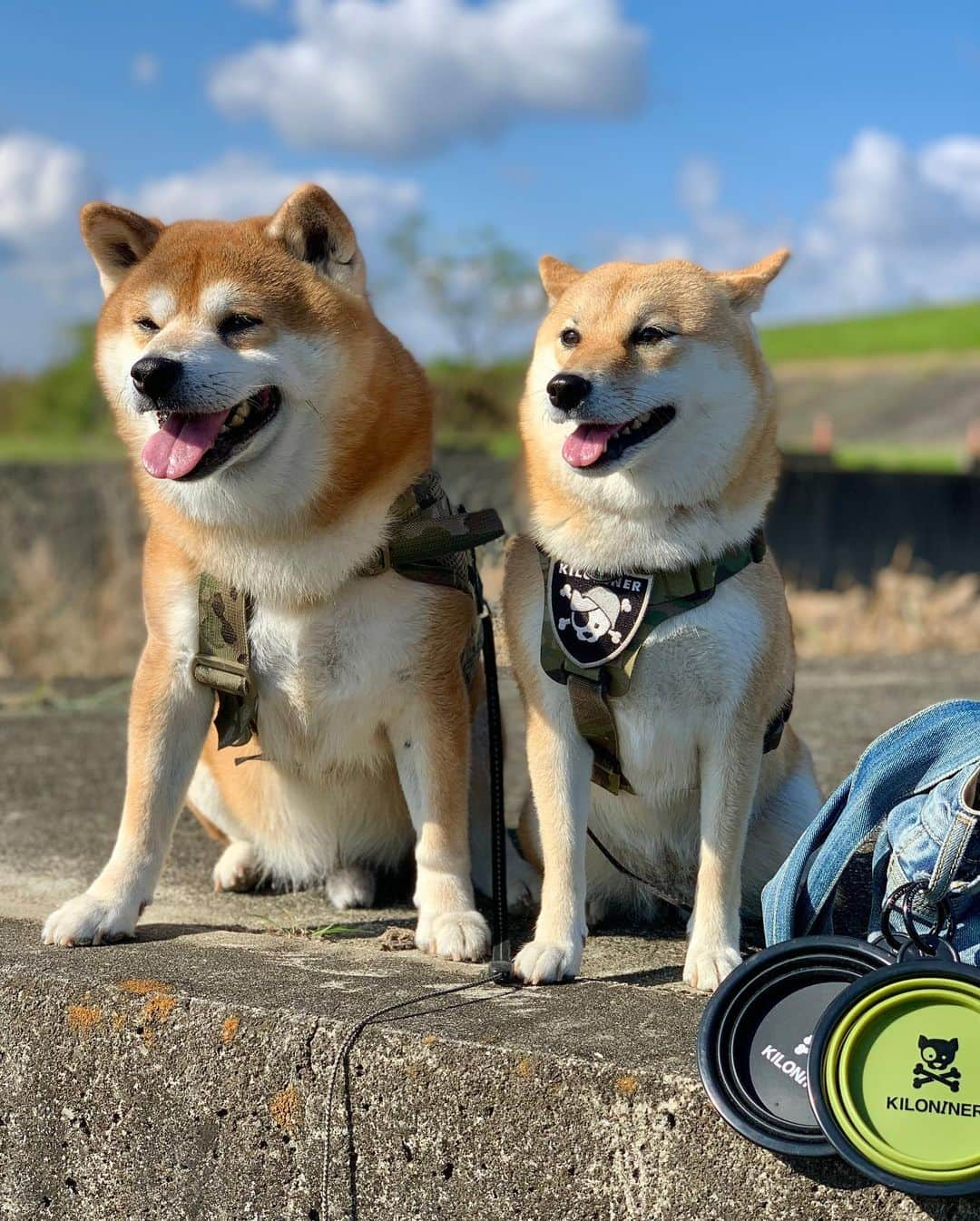 shibainu berryさんのインスタグラム写真 - (shibainu berryInstagram)「キロナイナー @kiloninerpets_jp さんのドッグボウルゲット😆🤗 ①②デザイン可愛いから散歩バッグにつけたら可愛い😍❤️ ③水分補給中もクンクン😂 今朝はおやじのクン活が熱心すぎて1時間半も散歩したからガブ飲み❗️ #キロナイナー  #kiloninerpets_jp #kiloniner #PR #❤️迷子犬の掲示板四国 @maigo_dog_shikoku #めざせ迷子犬ゼロ👌 #柴犬 #べりやん #べりむく #多頭飼い #徳島  #shiba #shibainu  #shibainumania #shibastagram #instashiba #ぷにっと部 #口角キュキュッと部  #チーム俺様 →部員絶賛募集中 #shiba_snap #proudshibas #サンデイ #instagramjapan #ふわもこ部 #pecoいぬ部 #pecotv #buzzfeedanimals #dogsofinstagram #9gag  @9gag @barked」11月23日 21時35分 - shibainu.berry