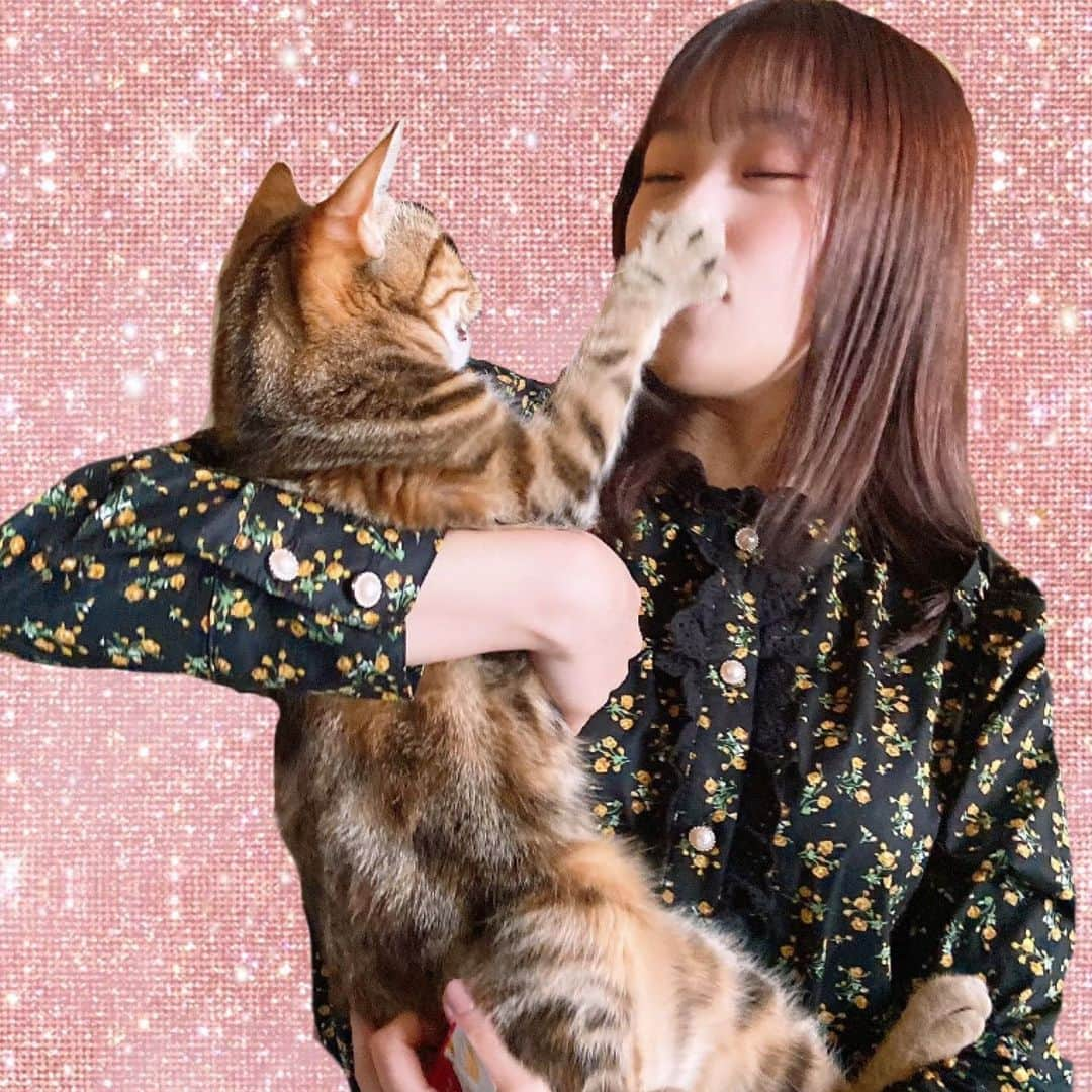 稲場愛香さんのインスタグラム写真 - (稲場愛香Instagram)「🐈﻿ ﻿ 愛猫のロアちゃん♡﻿ ﻿ 抱っこは好きじゃないみたいです…🐾👊🏻﻿ ﻿ ﻿ ﻿ #juicejuice #稲場愛香 #まなかん #アイドル #idol ﻿ #猫 #愛猫 #猫のいる暮らし #アメショ #メス #ロア ﻿ #4歳 #抱っこ #嫌い #猫パンチ #危なかった …」11月23日 21時49分 - manaka_inaba.official