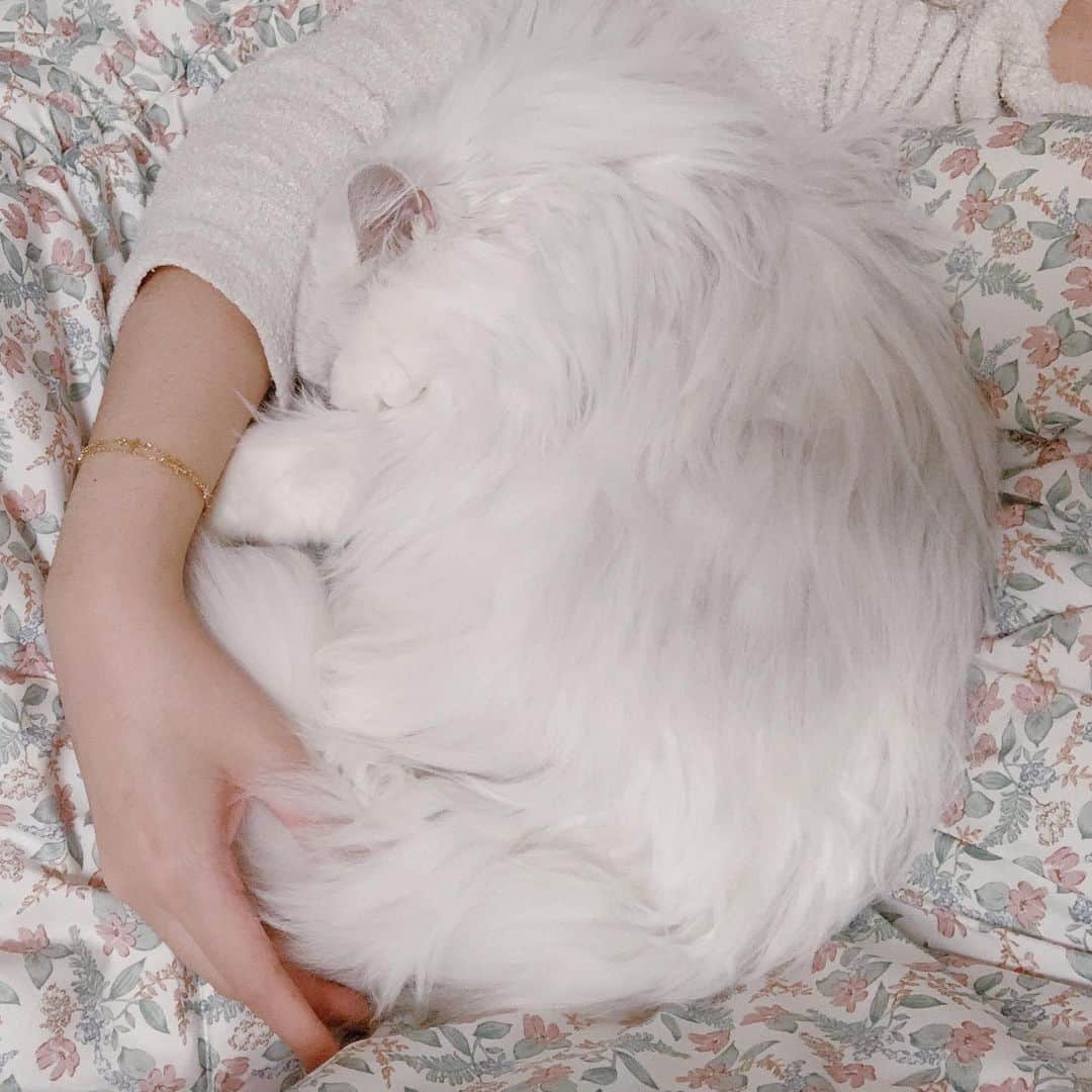 후추네큰언니のインスタグラム：「수고했어 오늘도 ❤️  #후추  #고양이  #냥스타그램 #캣스타그램  #Hoochu #Hoochuthecat #cat #cats #catstagram #catsofinstagram #topcatphoto #bestmeow #ilovecat #cute #fluffy #petstagram #instacats」