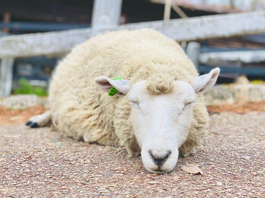 前川由希子さんのインスタグラム写真 - (前川由希子Instagram)「今日のベストショット🐑  羊、ヤギ、牛、馬、ウサギ、モルモット… 動物だらけでした。 たくさん写真撮った中でも 会心の一枚がコレ。 羊の寝顔🐑✨  #六甲山  #六甲山牧場  #羊  #ひつじ  #ヒツジ  #気持ち良さそうな寝顔  #今日のベストショット  #おやすみなさい」11月23日 22時05分 - maekawa.yukiko