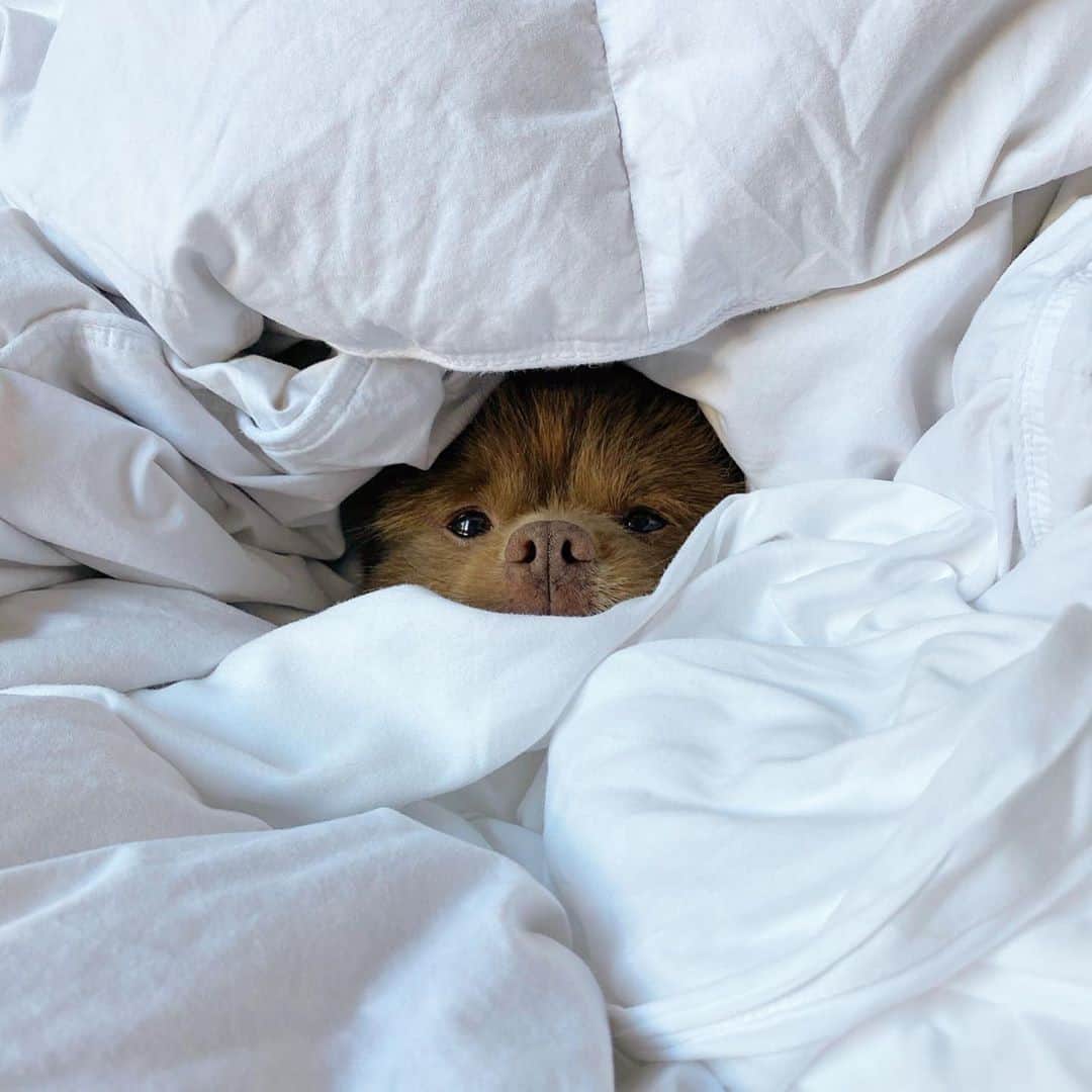 DHC Skincareさんのインスタグラム写真 - (DHC SkincareInstagram)「Monday morning's got us like 😴 #DogsOfInstagram  📸: @bertiebertthepom」11月23日 22時00分 - dhcskincare