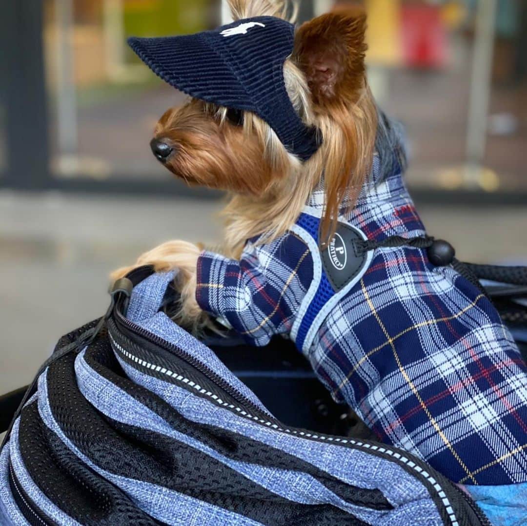 富士川碧砂さんのインスタグラム写真 - (富士川碧砂Instagram)「ヨーキーフェス  いつもちろの帽子を買わせていただいている、  アイエムギャラリーも、 出店されていました。  抱っこしていただき、 ちろ、嬉しそう💕  冬のファー付きのお帽子を購入。  届くのが楽しみです。  ちろはこの日は、 アイエムギャラリーのネイビーのキャップ姿。  こちらの帽子をかぶっていると、いつも可愛いと褒められるので、  得意げな表情のちろです。  #i_m_gallery #わんこ帽子 #犬帽子 #わんこのいる生活 #わんこなしでは生きていけません会 #ヨーキーフェス #ヨーキーフェス2020 #ヨークシャーテリア #ヨーキーだいすき #yorkshireterrier #yorkie #yorkielove #yorkiegram」11月23日 22時02分 - fujikawamisa