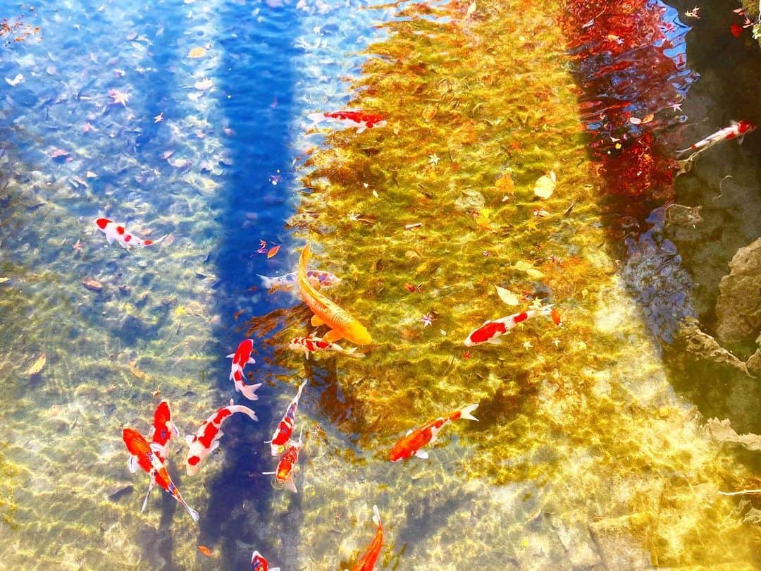 ERICAのグルメインスタ