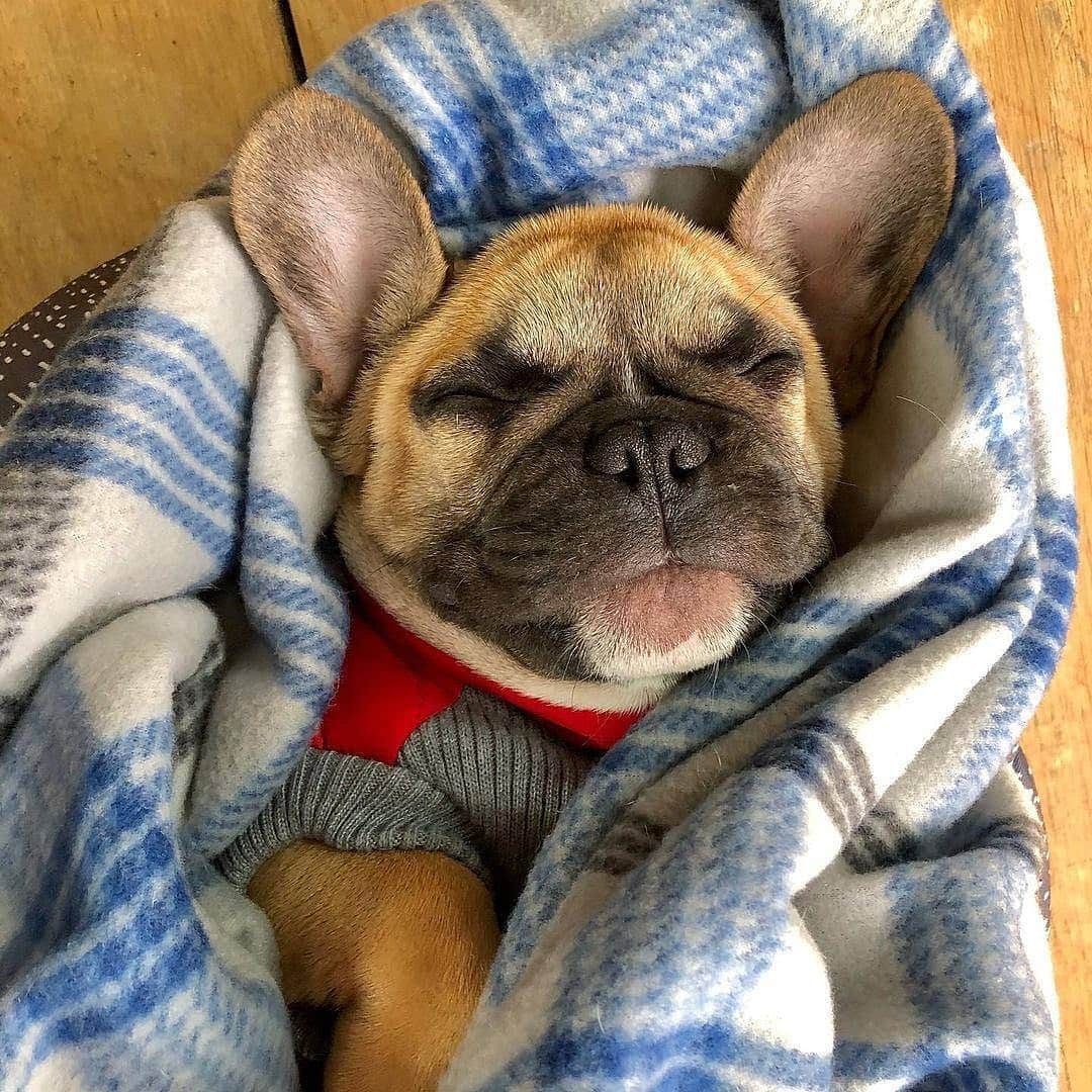 French Bulldogさんのインスタグラム写真 - (French BulldogInstagram)「Not ready for Monday 💤 @gabbingwithgus . . . . . #frenchbull #frenchbulldogs #frenchie #bullypics #bulldogs #frenchbulldoglife #法国斗牛犬 #frenchbulldogpuppy #frenchyfanatics #frenchielovers #frenchielove #buhistagram #frenchielife #frenchbulldogsofinstagram #franskbulldog #frenchiebulldog #frenchiephotos #buhigram #frenchbulldog #frenchiegram #bullys」11月23日 22時06分 - frenchie.world