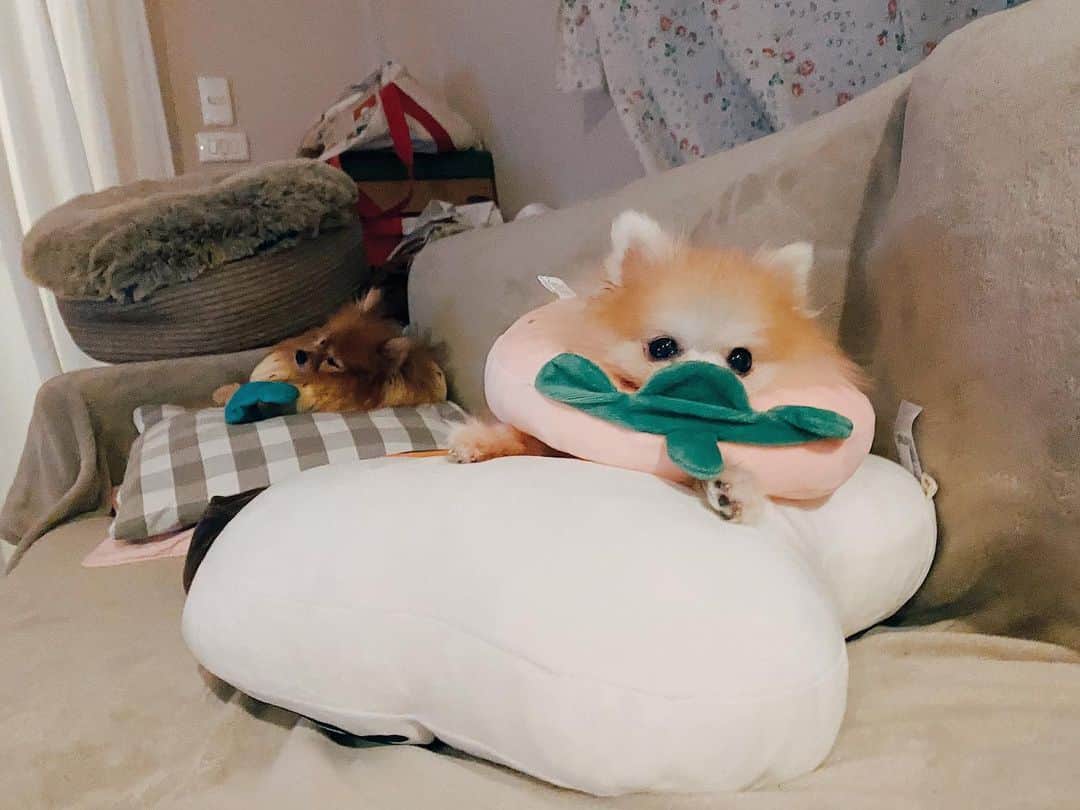 r_oseのインスタグラム：「🍓〰️ the little thing that keeps me smile everyday 🐰」
