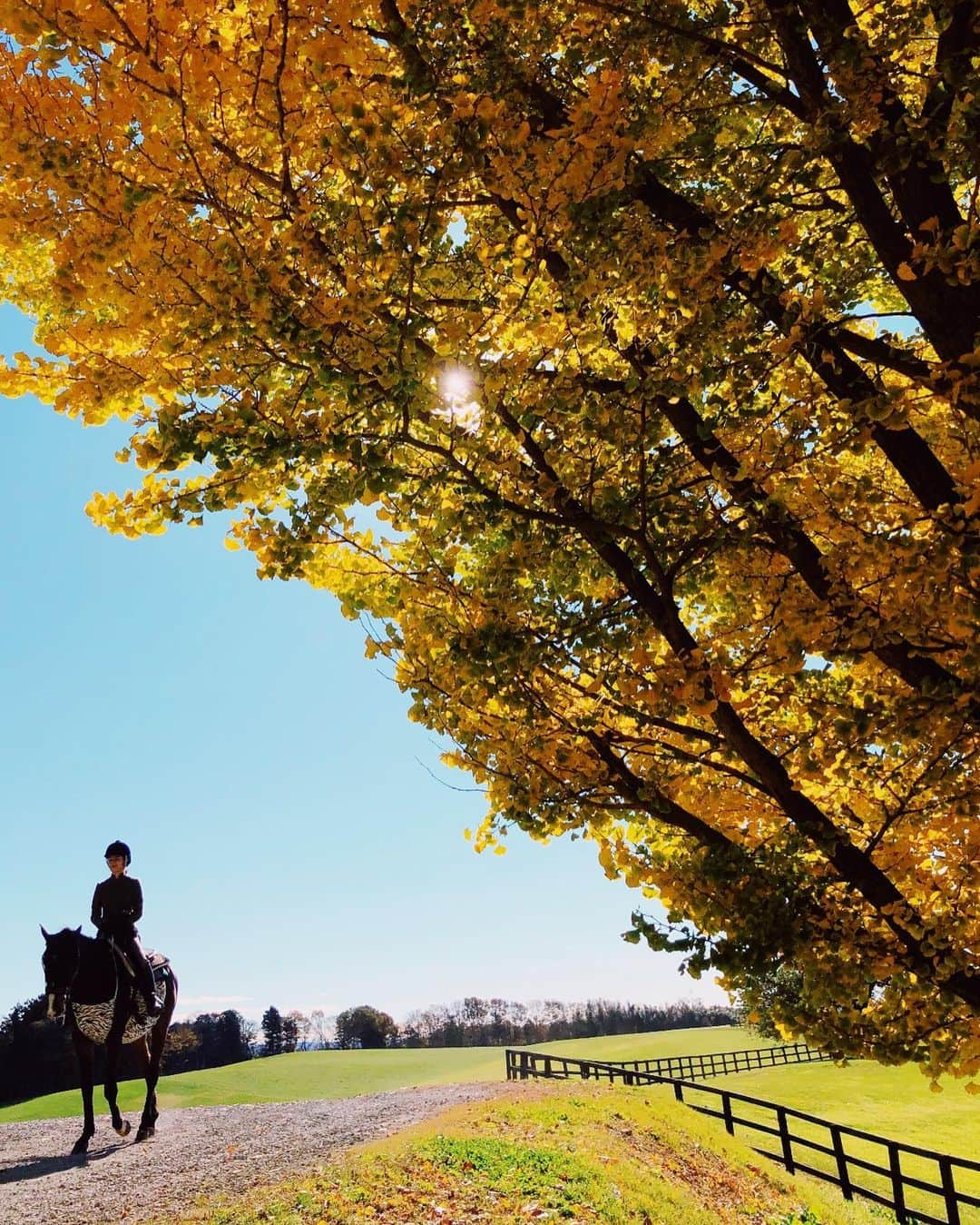 白澤貴子さんのインスタグラム写真 - (白澤貴子Instagram)「Horseriding day🍁  ここに来たのは2,3年ぶりくらいかな？  アイランドホースリゾートがオーナーを変えて今年生まれ変わり、引退馬のセカンドライフを築く @nasufarmvillage へ。  日本一美しい乗馬クラブと言わしめるその雄大な景観はそのままに、 @saekoofficial さんのセンスも加わってお洒落度が増していました。  クラブは祝日ということもあってか、屋外のカフェが朝から大盛況。  私も実は日頃から殺処分される馬を減らすために日本で乗馬をもっと広めたいと考えていて、もちろんここもわずかながら支援させていただいたのでなんだか嬉しい。  1,2年後には温泉付きの宿泊施設のオープンも計画されているそう。  個人的には、あの立派な屋根付きの馬場が使われずにいるのは勿体ないのでレッスン再開と、桜並木の丘の駈歩外乗の復活が、いつか叶うといいな🤍と願いつつ…  どんどん進化していくこの場所のこれからがとても楽しみです♪  #馬ネタ続きでごめんなさい #未経験者や子どもも外乗できるので皆さん是非 #_tahco_et_cheval」11月23日 22時07分 - takakoshirasawa