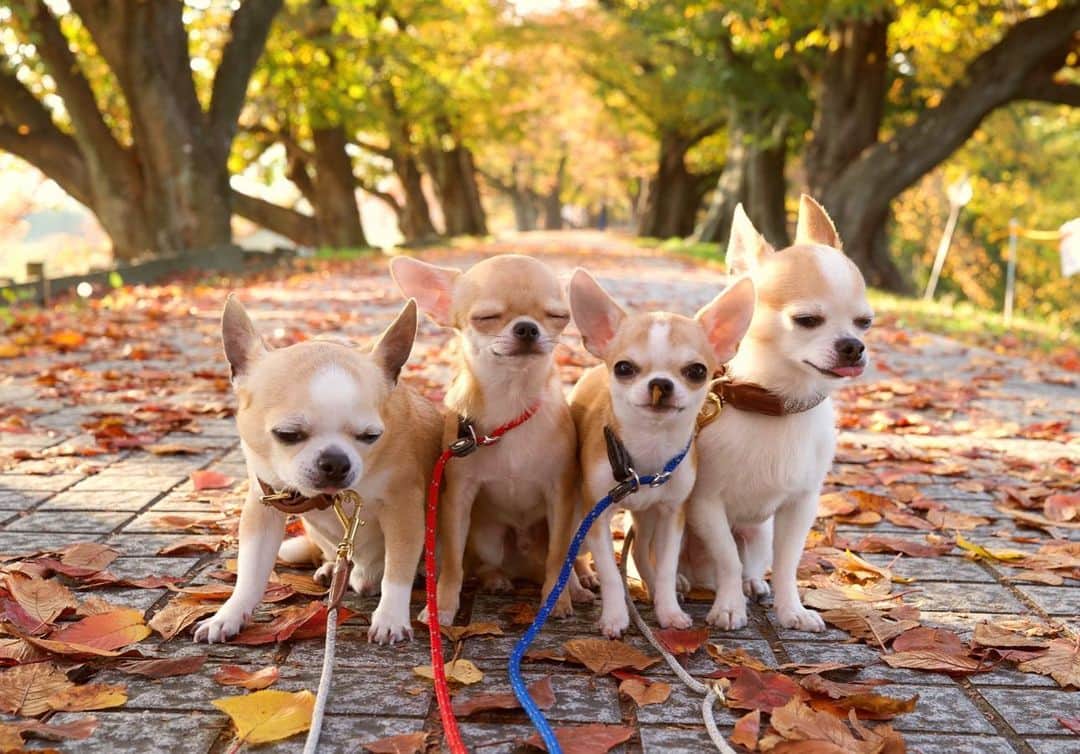 Kiyoのインスタグラム：「♔ Tora ♔ Miké ♔ Miko ♔ Tama ♔ みんなで一緒にパシャリ✨ ♔ ですが ミコ以外全員目を閉じています💧 このあとミコが制御不能になったので 今回はこれが精一杯でした😂 ♔ #puppy#puppies#puppiesofinstagram#dog#dogs#dogsofinstagram#dogstagram#doglover#dogsofinstaworld#dog_features#instadog#instagramdogs#ilovemydog#chihuahua#chihuahuasofinstagram#chihuahualove#chihuahualife#dogsofbark#weeklyfluff#barked#animalsco#IGersJP#instagramjapan#todayswanko#pecoいぬ部#チワワ部#チワワ#スムチー#decocoの子はみんな可愛すぎる ♔」
