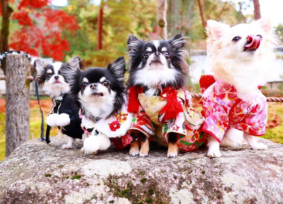 kayoのインスタグラム：「* * * みんなで紅葉☺️🍁 * * 楽しかったねー❤️ * * ミピたん🍁めろめろ🍁うららん🍁バニたん🍁 * * #紅葉 #南禅寺 #水路閣 * #chihuahua#chihuahualove#dogstgram#dog#instadog#チワワ#チワワ大好き#チワワのいる暮らし * * *」