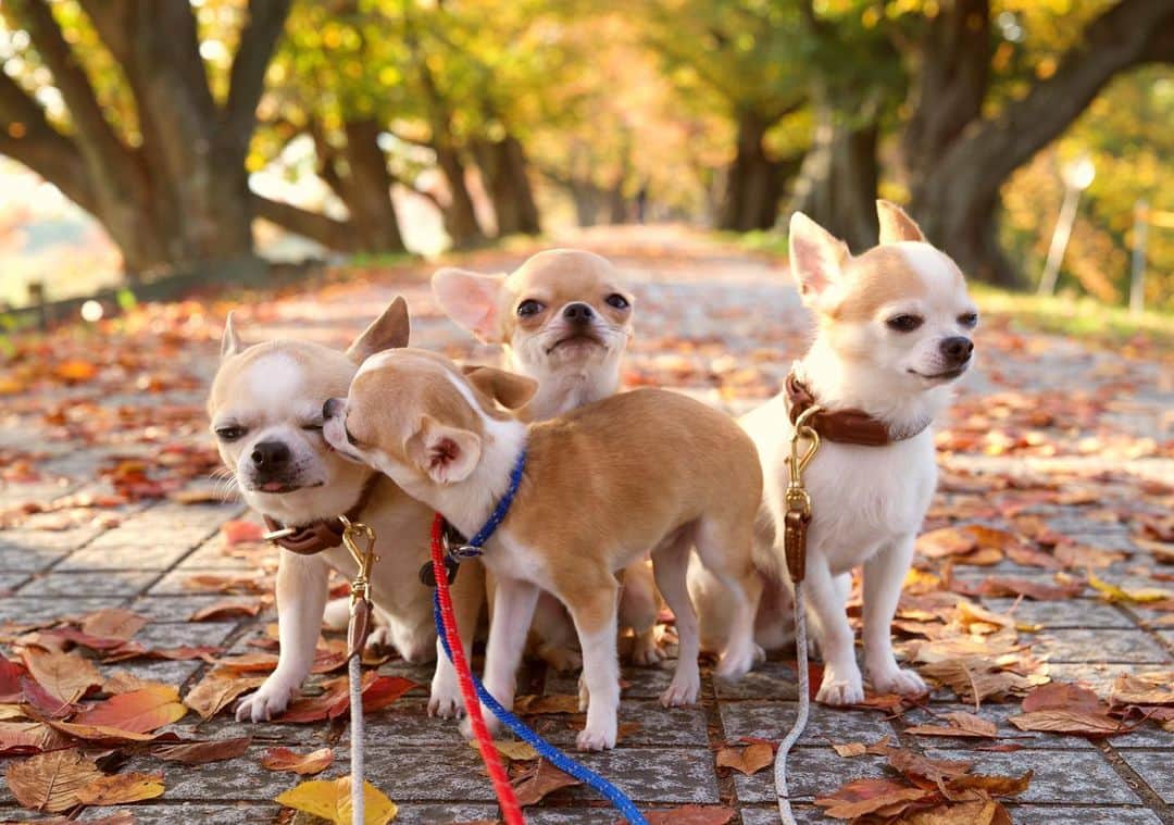 Kiyoのインスタグラム：「♔ Tora ♔ Miko ♔ Miké ♔ Tama ♔ こちらが制御不能になったミコです ♔ トラはされるがままだし タマとミケは知らん顔なのが笑えます このあとタマがミコにじっとしろ！と一喝しますが ミコはまだ5か月なのでしょうがないですね😂 ♔ #puppy#puppies#puppiesofinstagram#dog#dogs#dogsofinstagram#dogstagram#doglover#dogsofinstaworld#dog_features#instadog#instagramdogs#ilovemydog#chihuahua#chihuahuasofinstagram#chihuahualove#chihuahualife#dogsofbark#weeklyfluff#barked#animalsco#IGersJP#instagramjapan#todayswanko#pecoいぬ部#チワワ部#チワワ#スムチー#decocoの子はみんな可愛すぎる ♔」